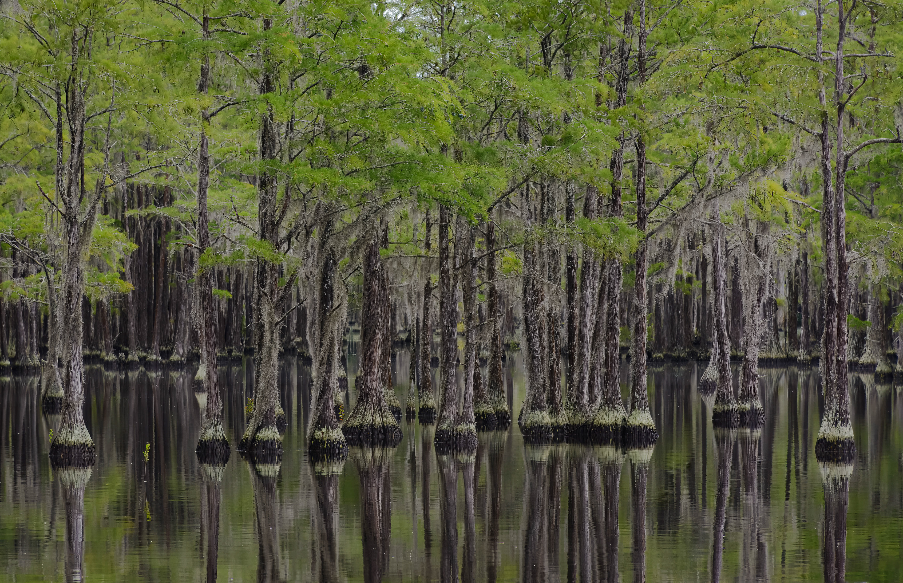George L. Smith State Park, Twin City, GA
