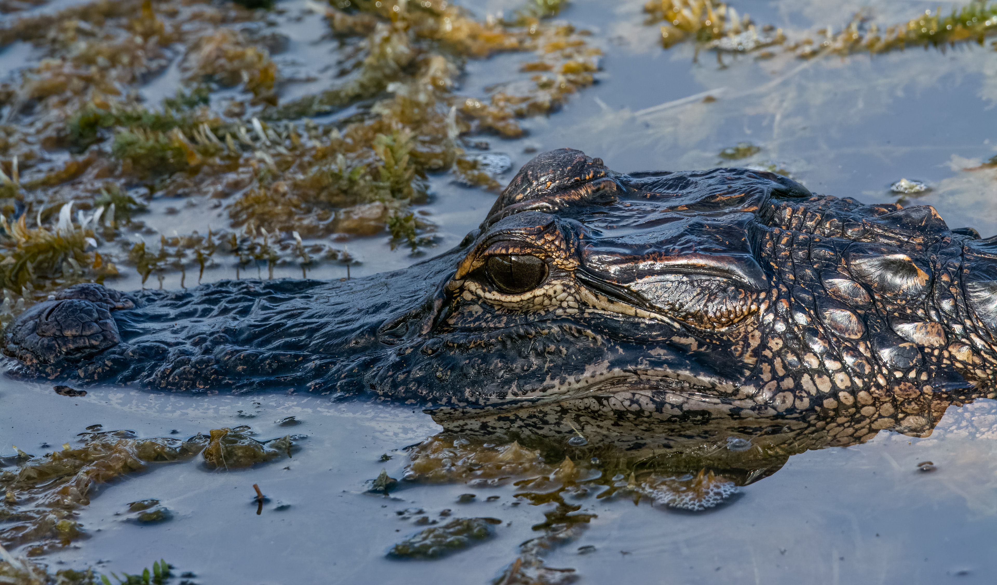 Alligator