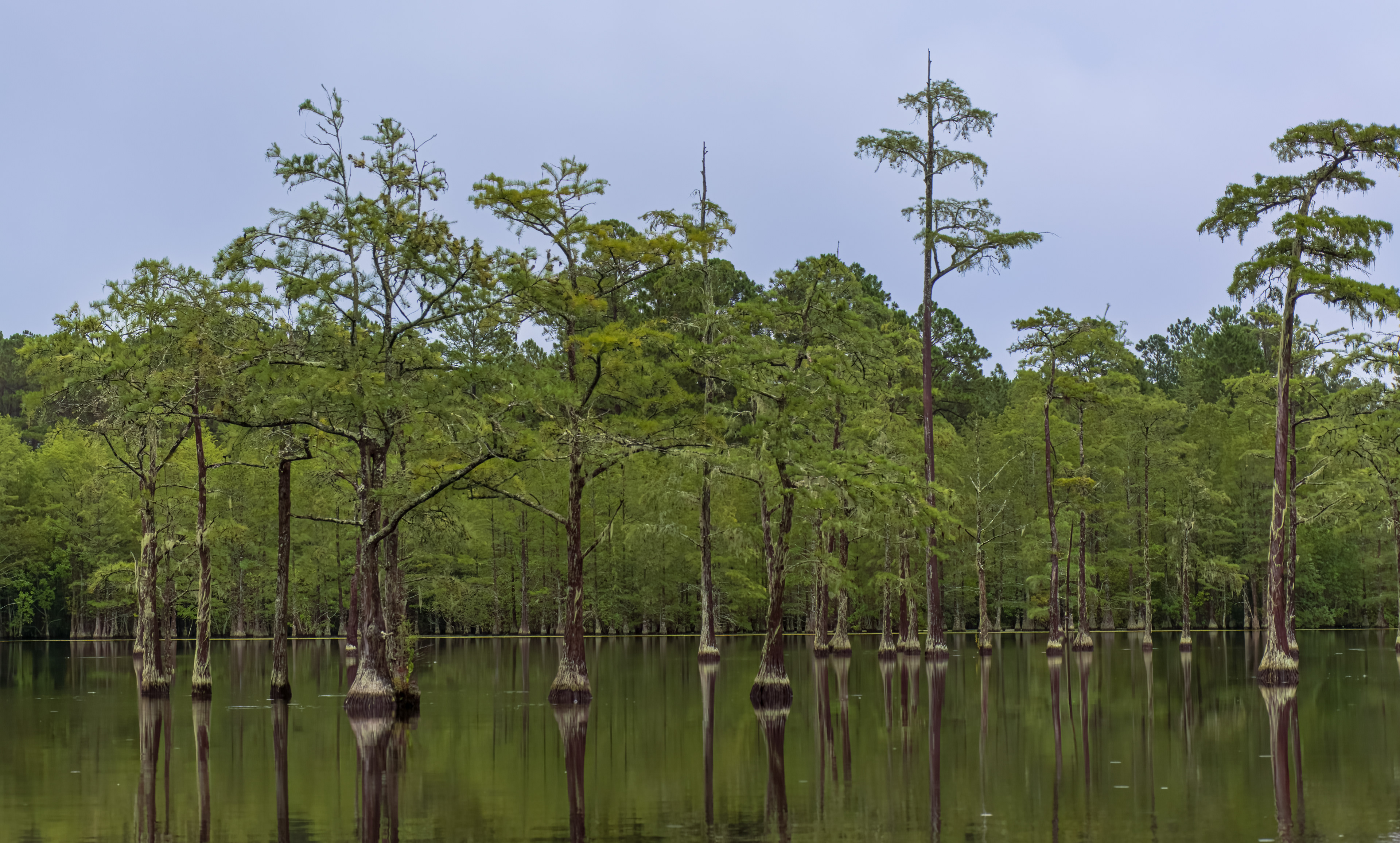 George L. Smith State Park, Twin City, GA