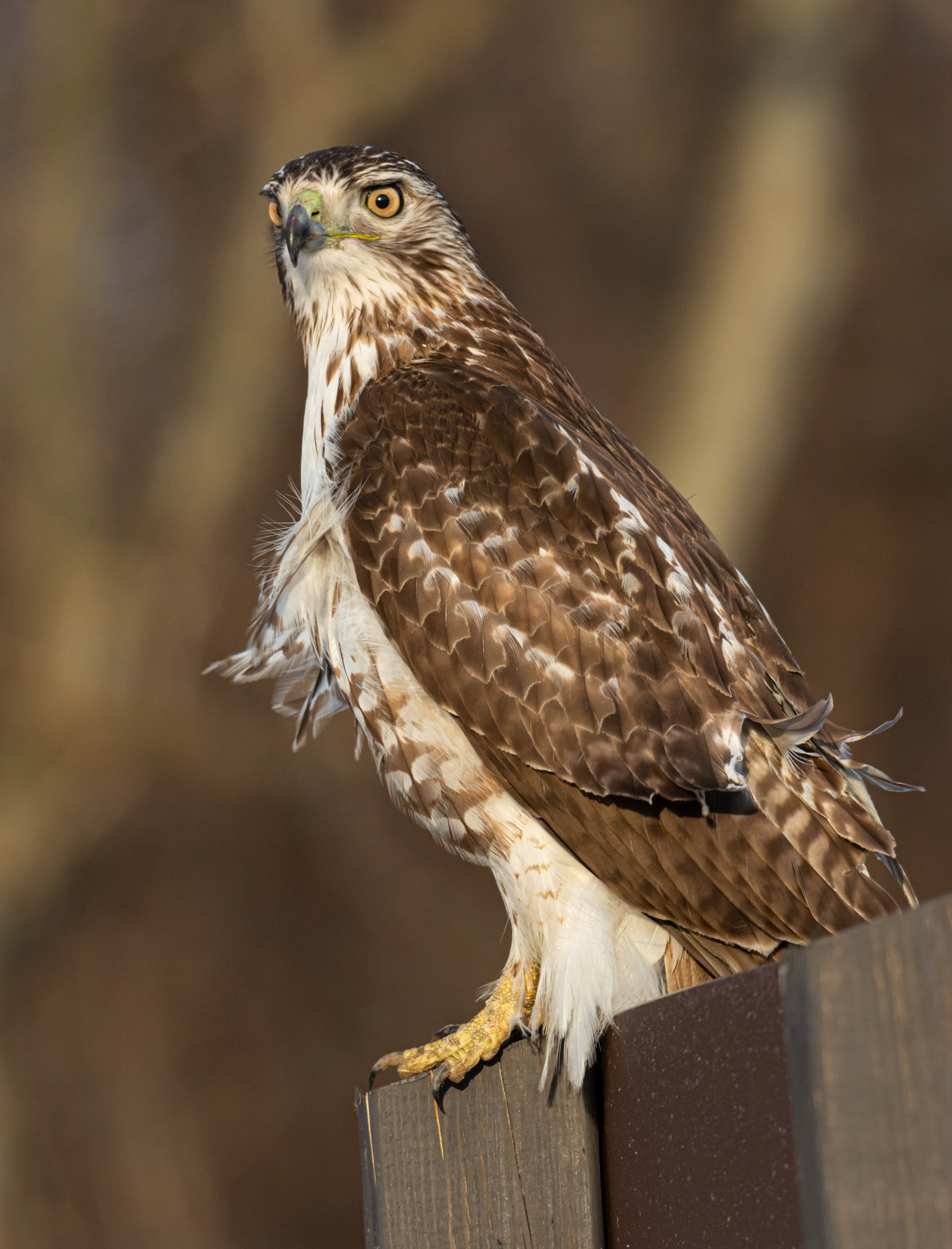Cooper's Hawk