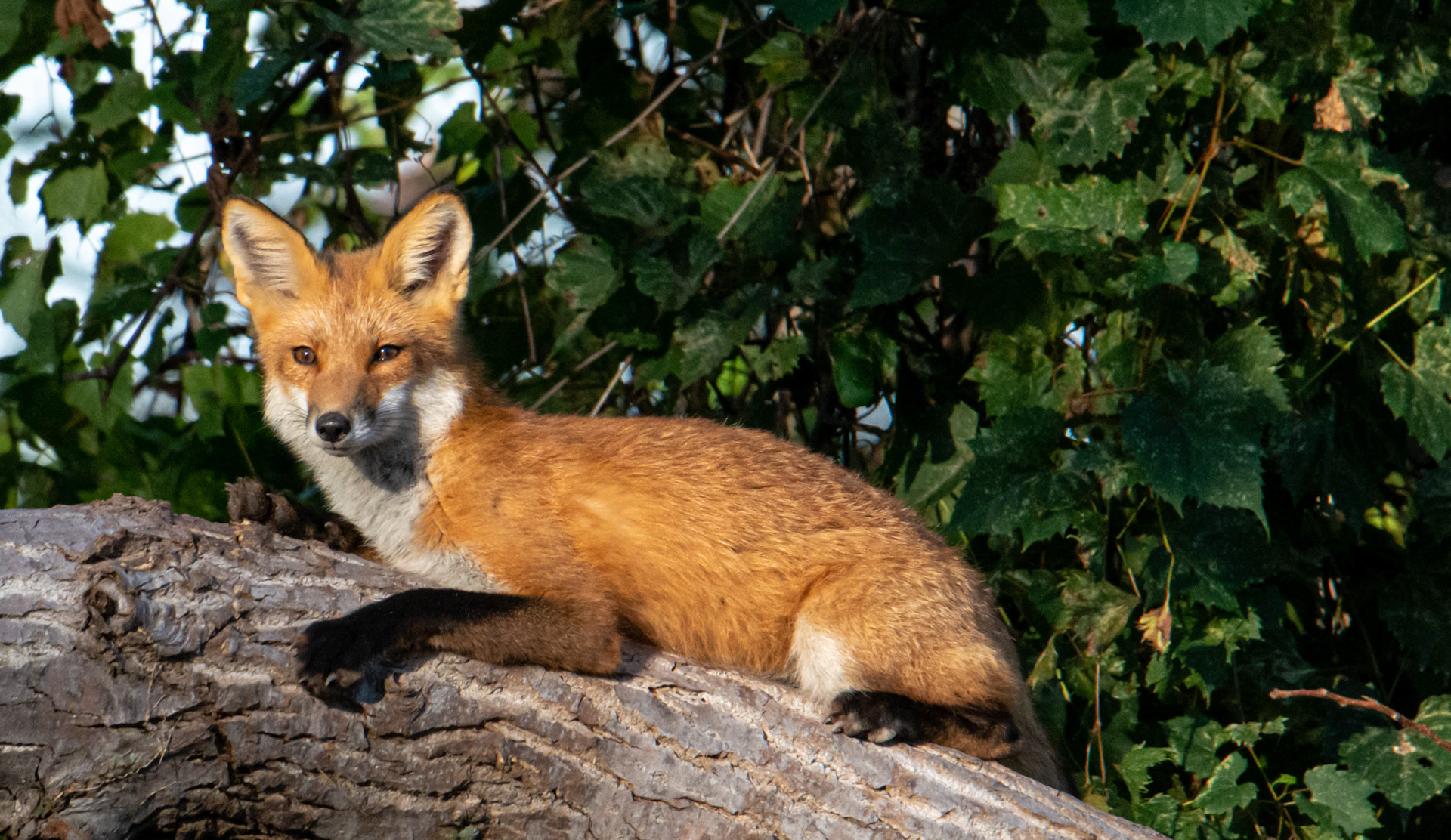 Red Fox