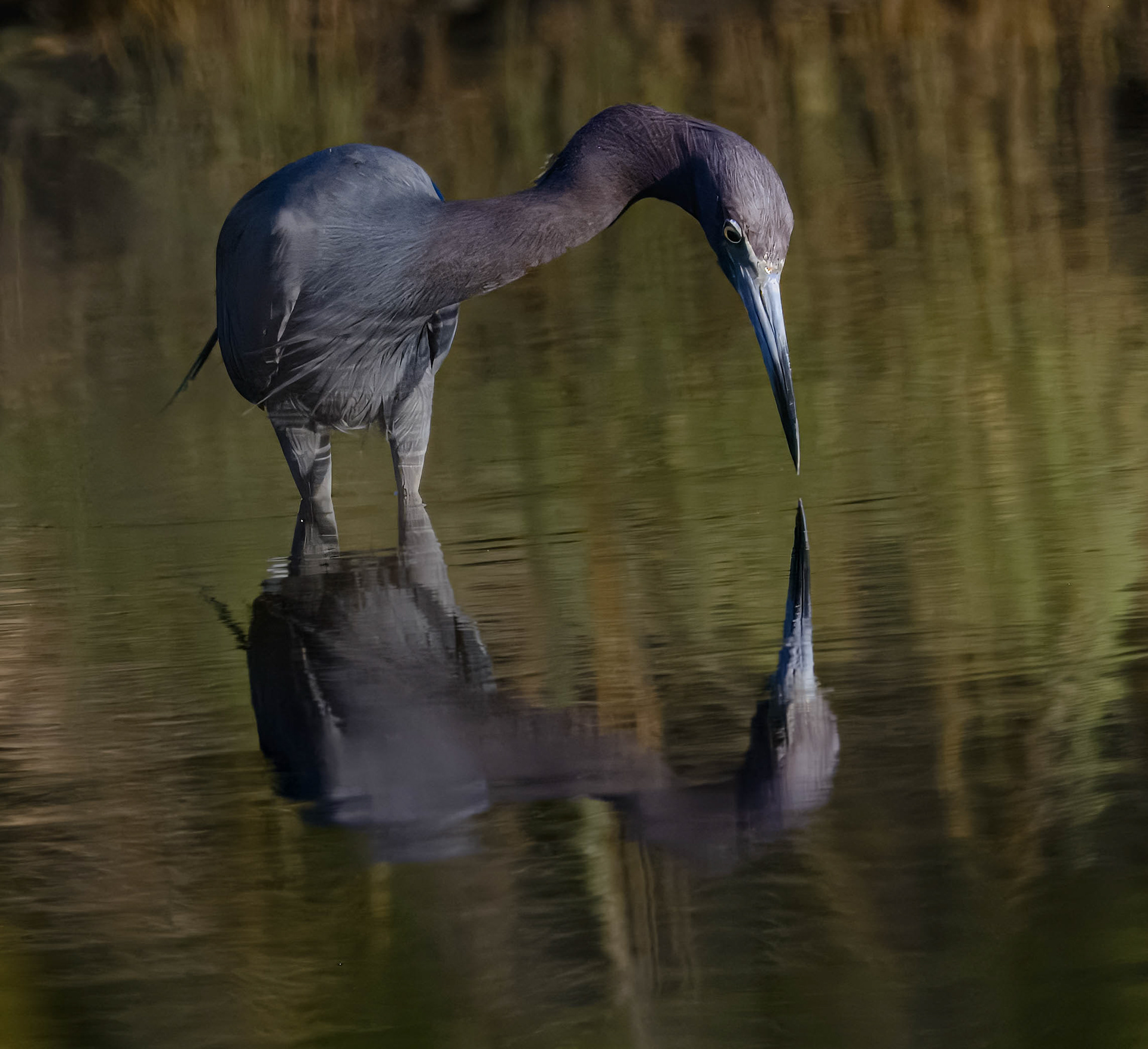 Little Blue Heron