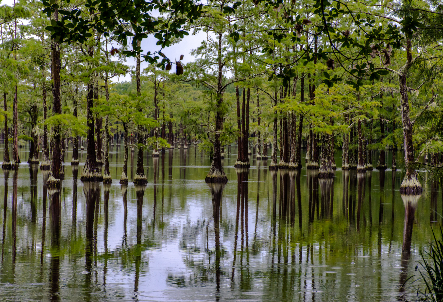 George L. Smith State Park, Twin City, GA