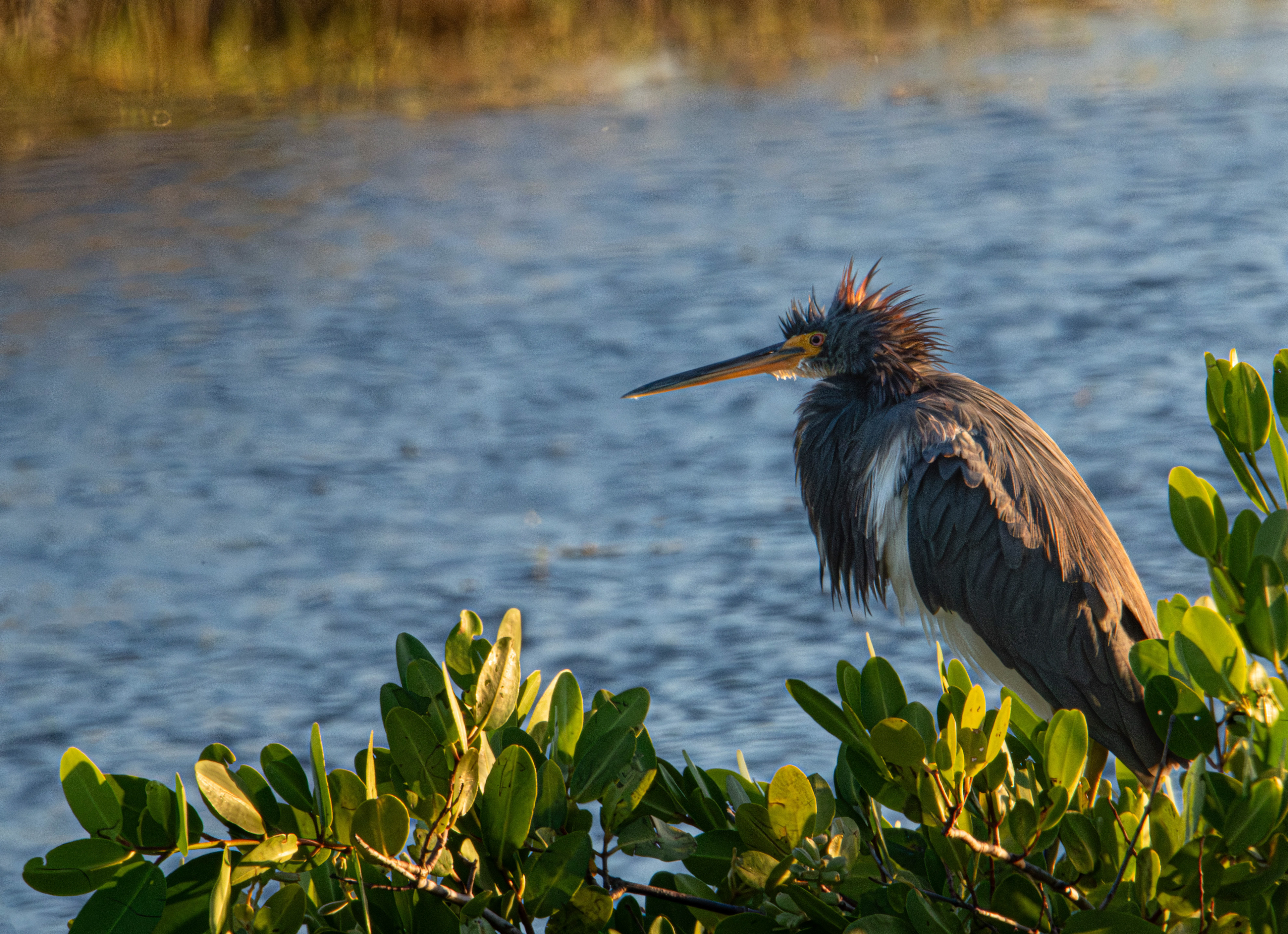 Tricolored Heron