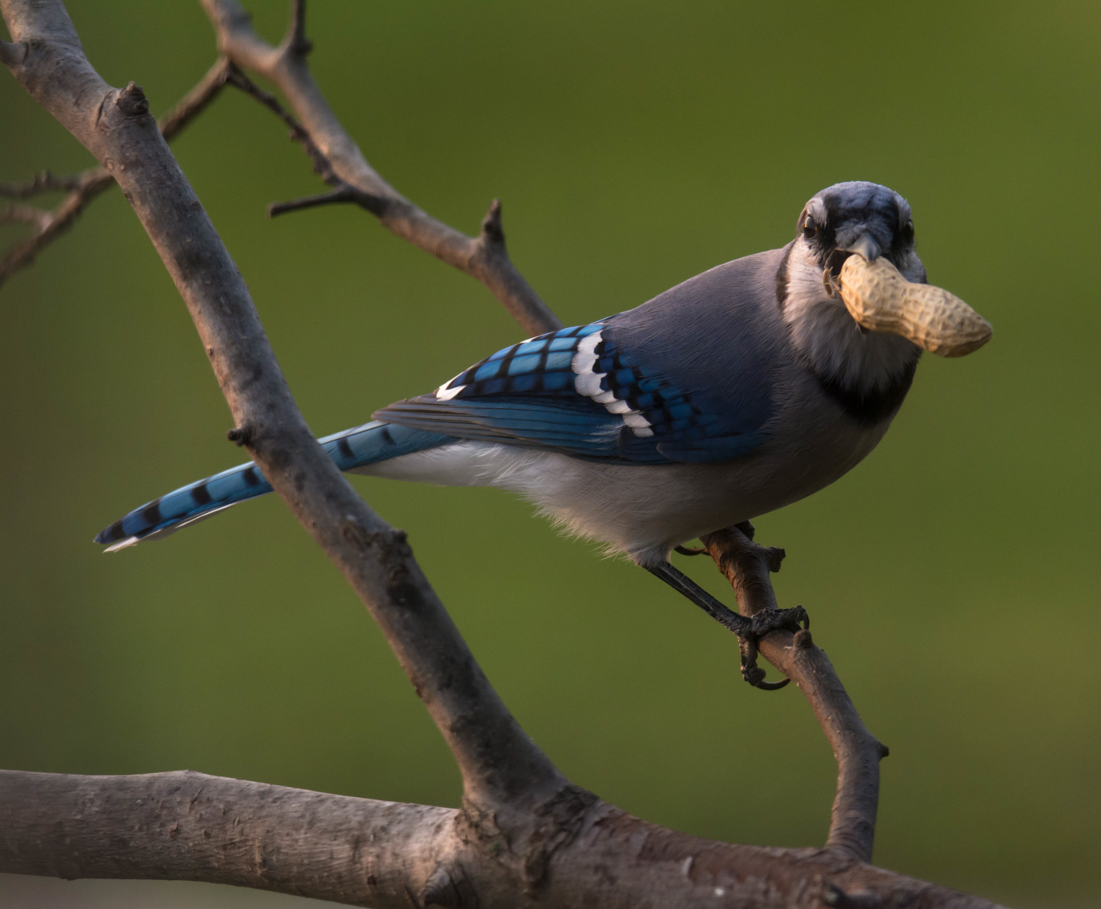 Blue Jay