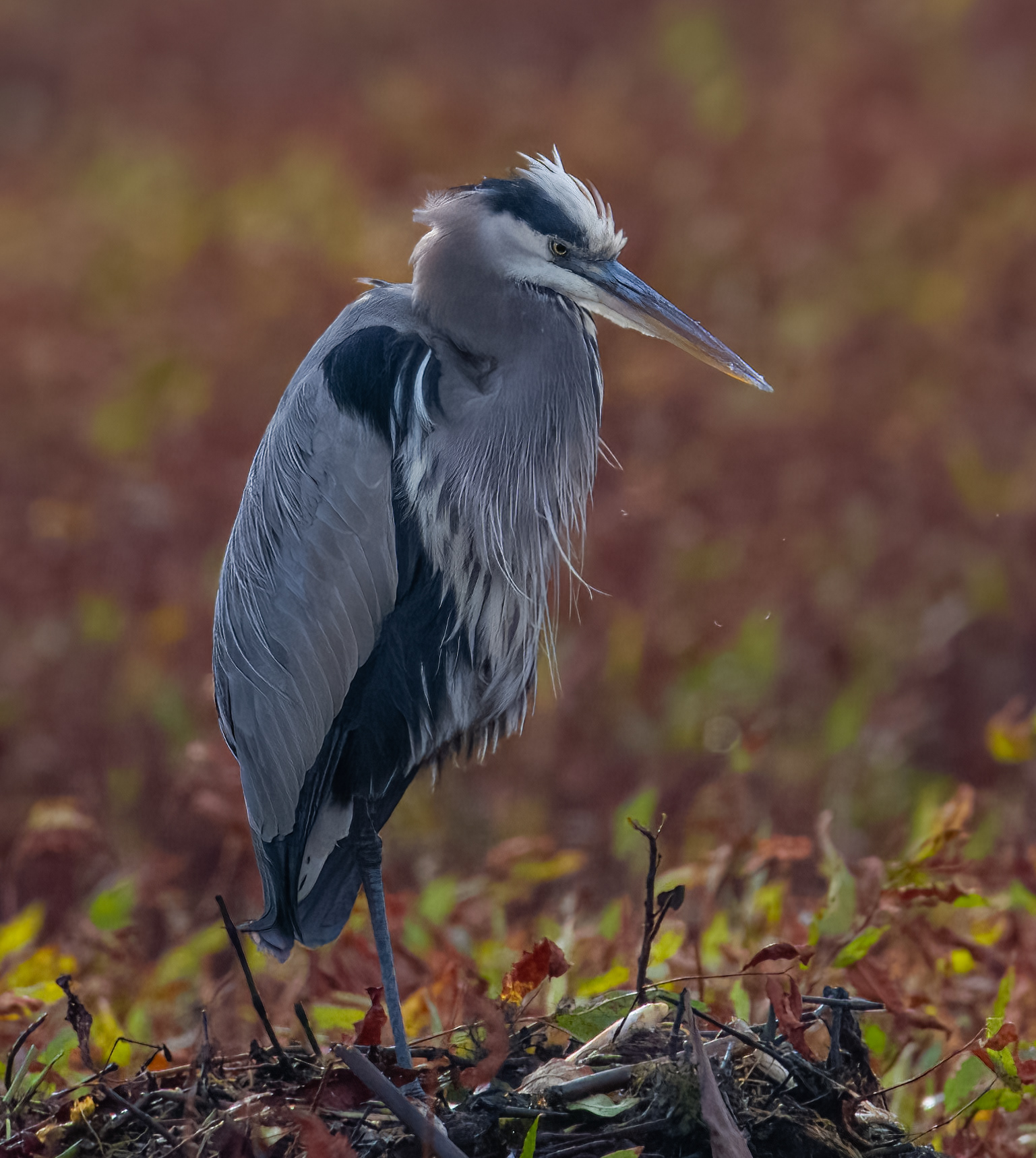 Great Blue Heron