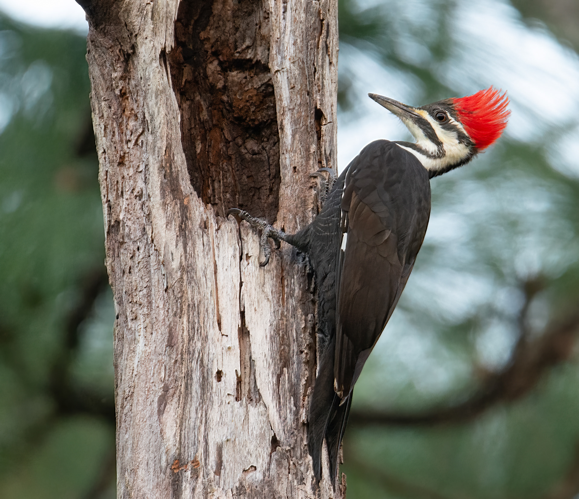 Pileated Woodpecker