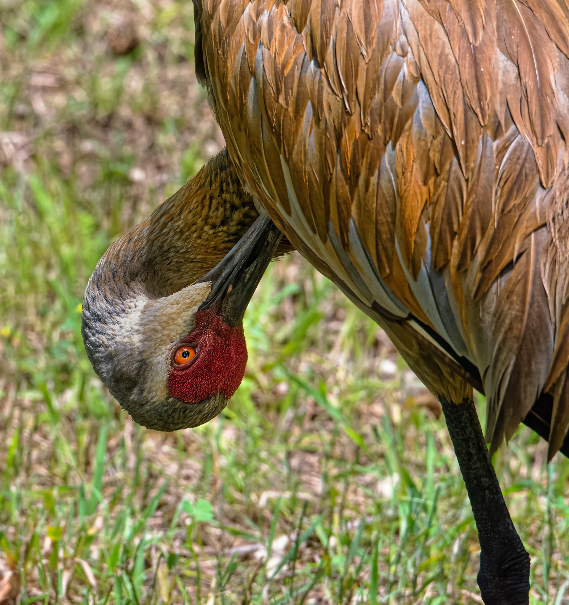 Sandhill Crane
