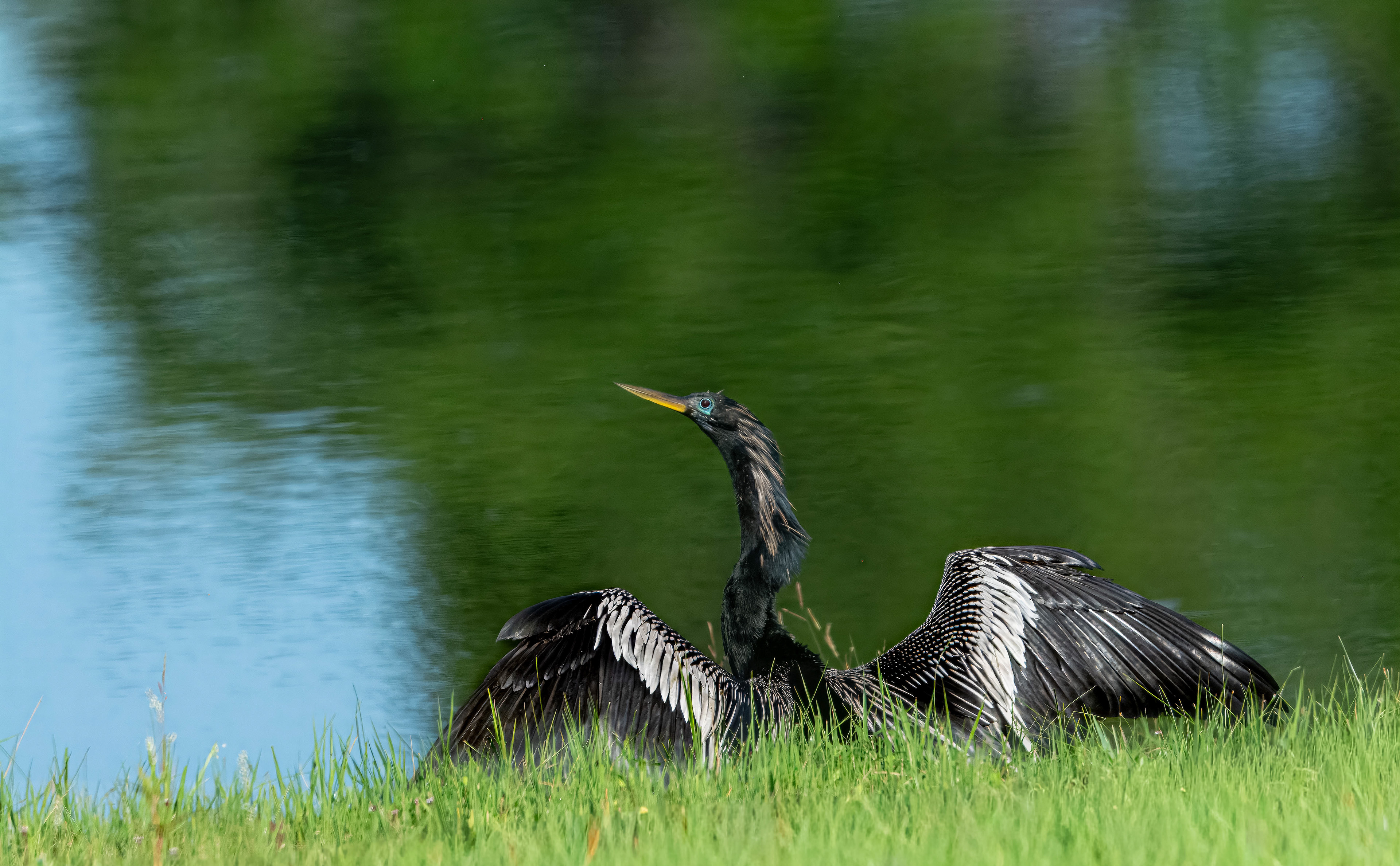 Anhinga