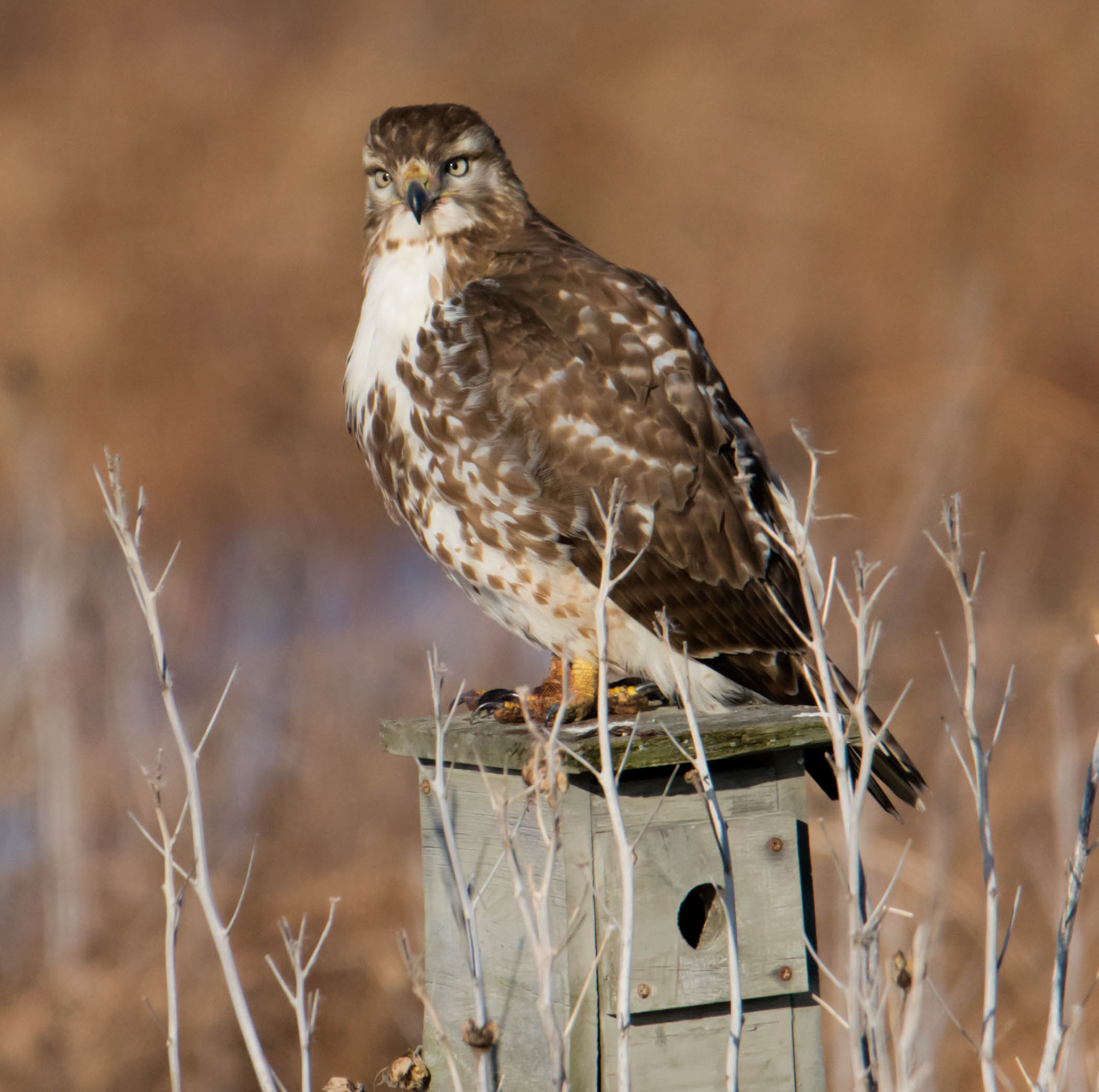 Cooper's Hawk
