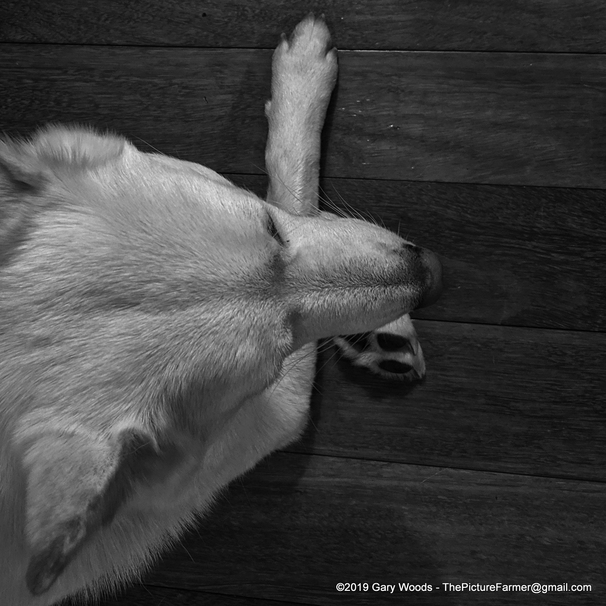 Jax pose