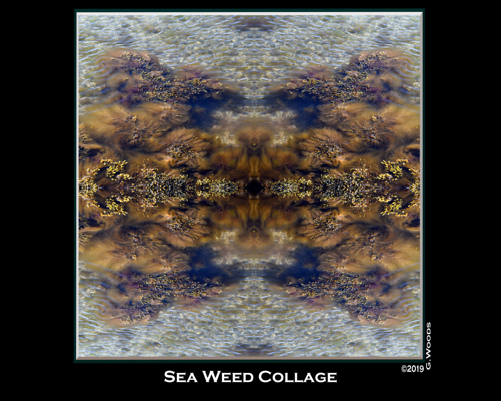 photo collage - seaweed