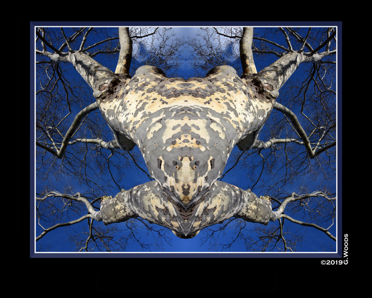 photo collage tree creature