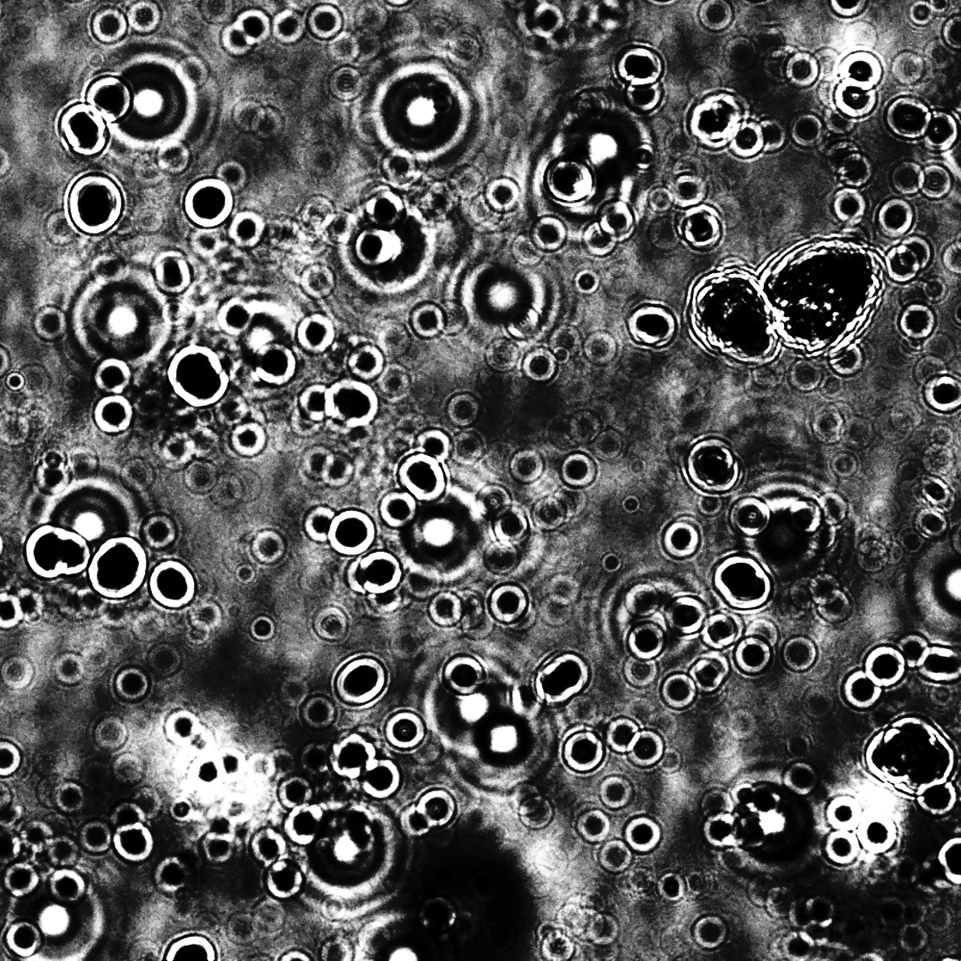 Monochrome Drop of Blood (Bright-field Microscopy)