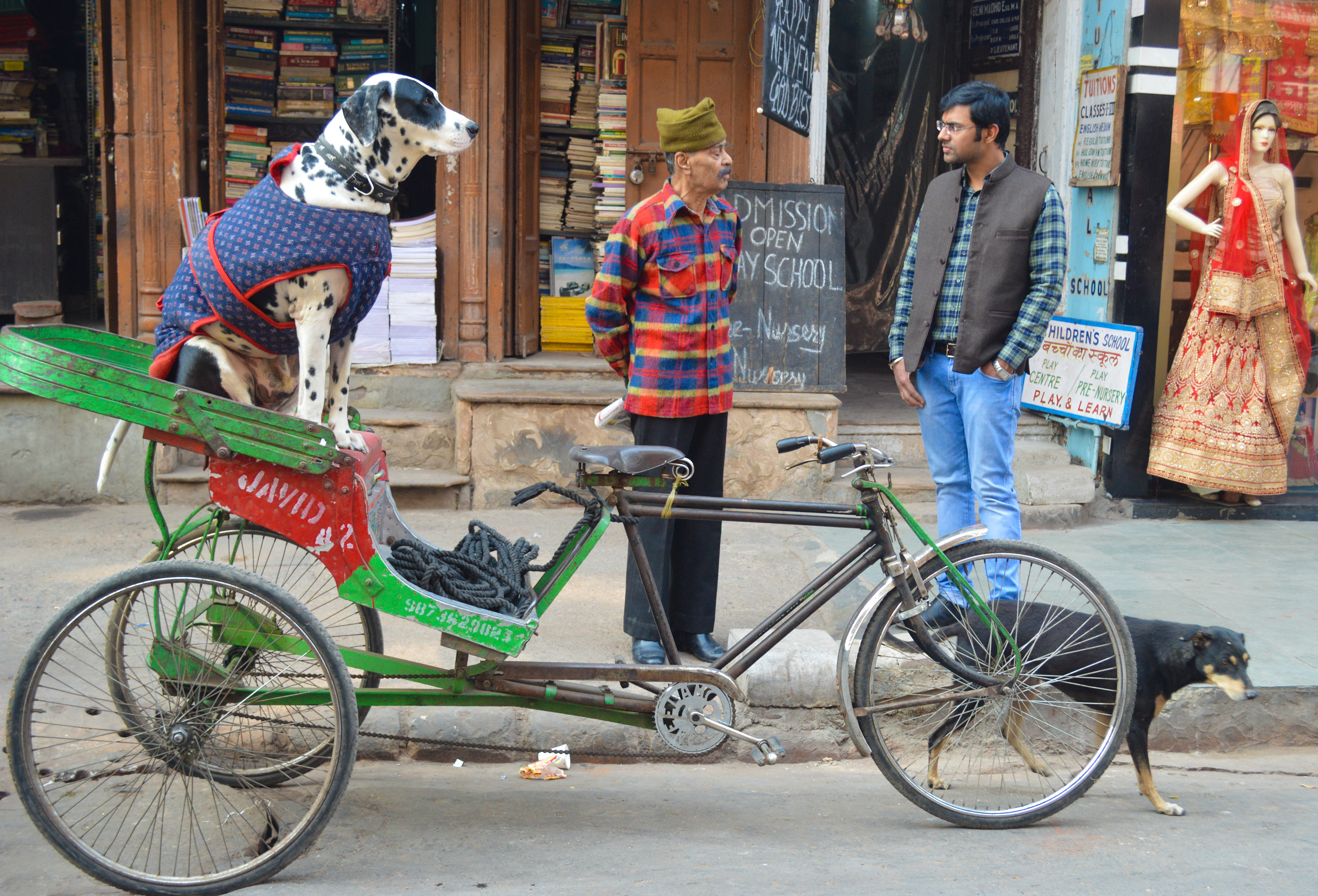 The contrasting lives of a pet and stray dog