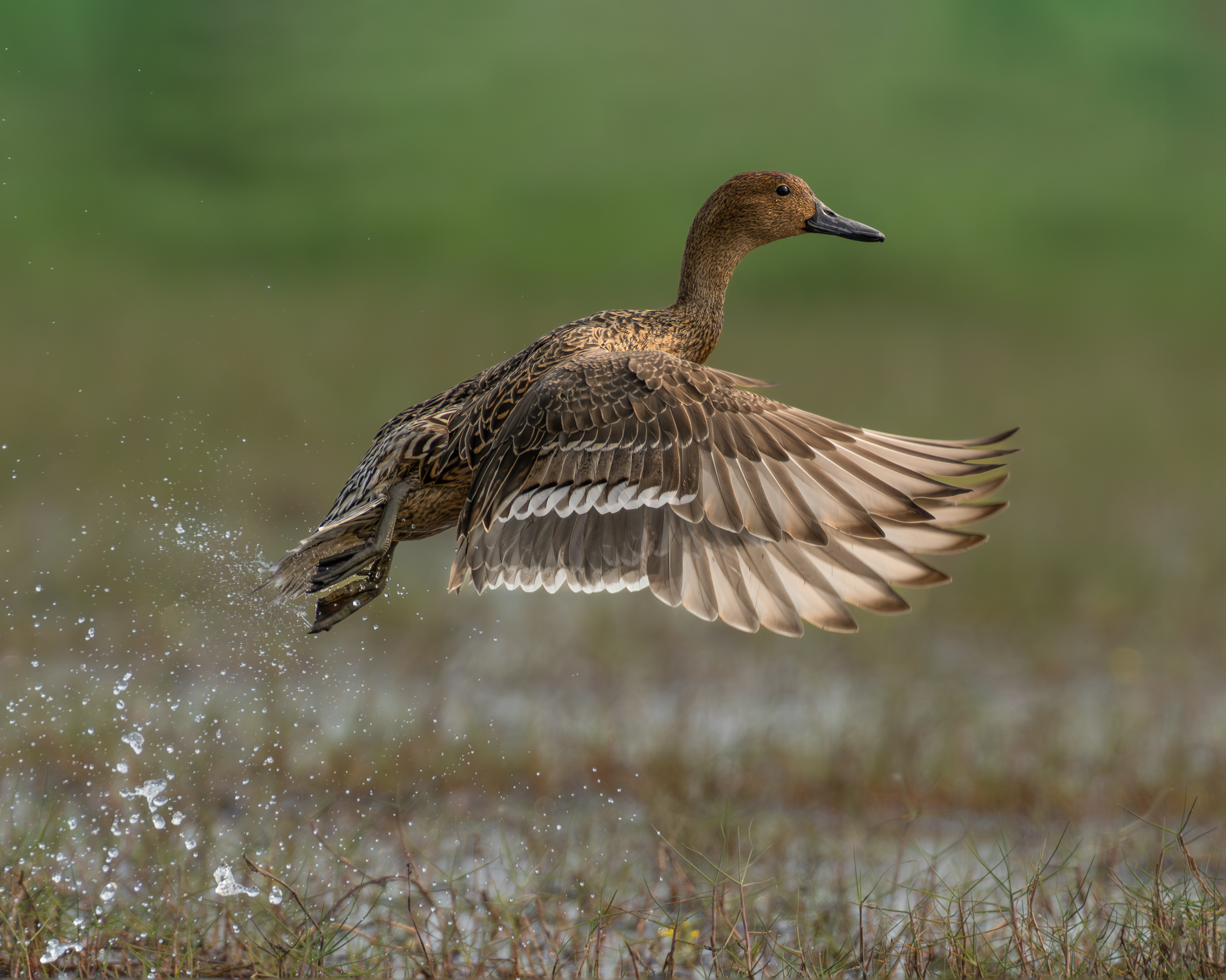 Northern female pintail in flight