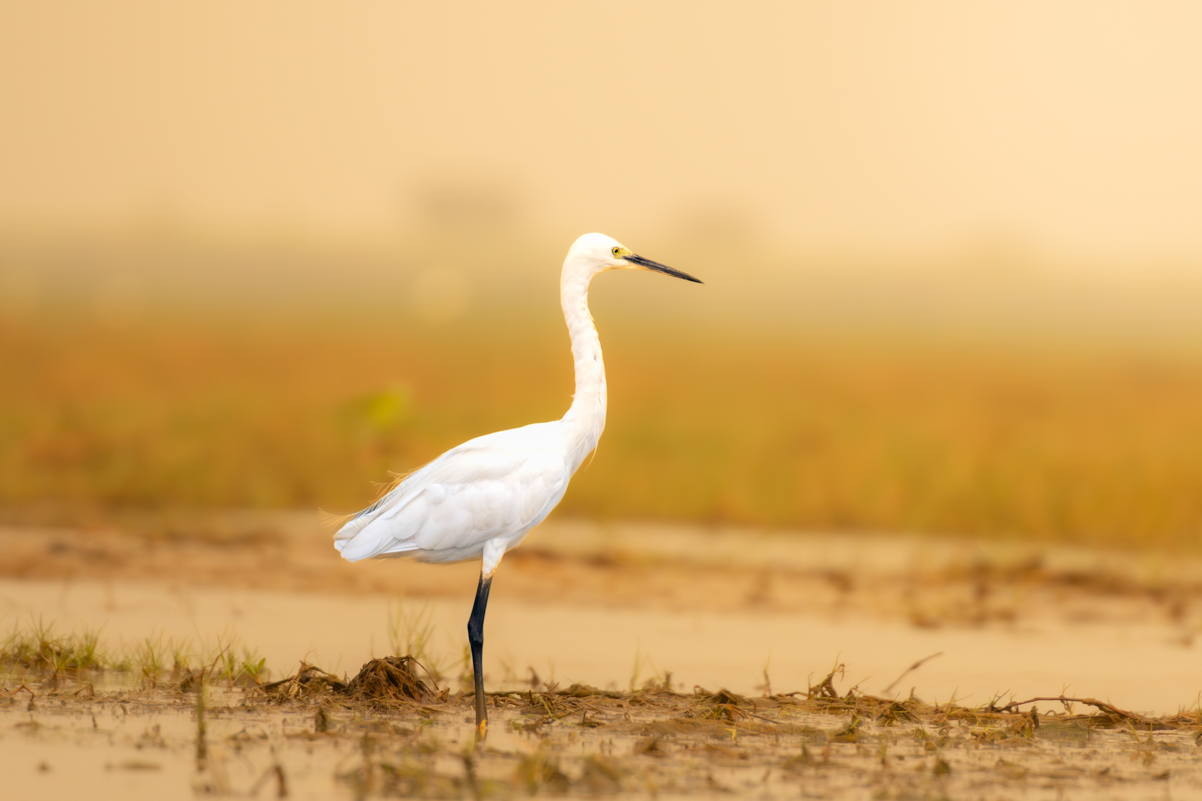 Egret in golden light