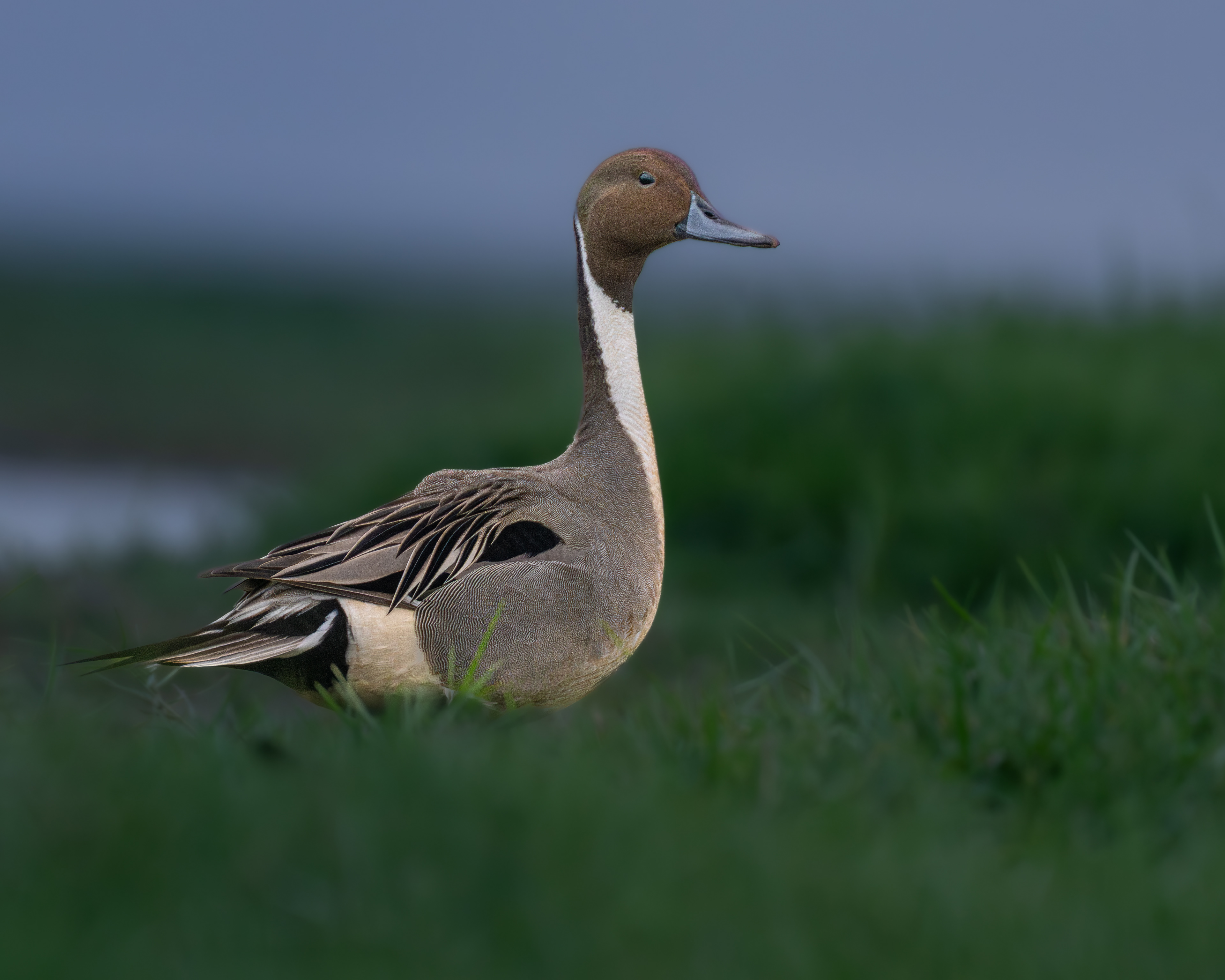 Northern pintail male