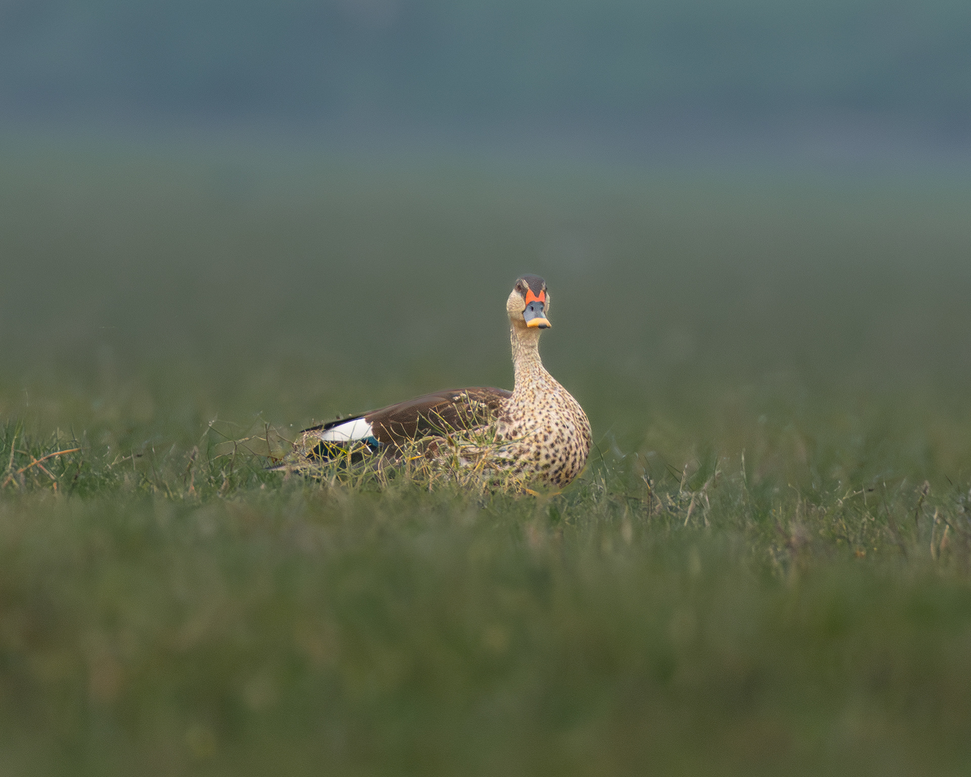 Spot billed duck