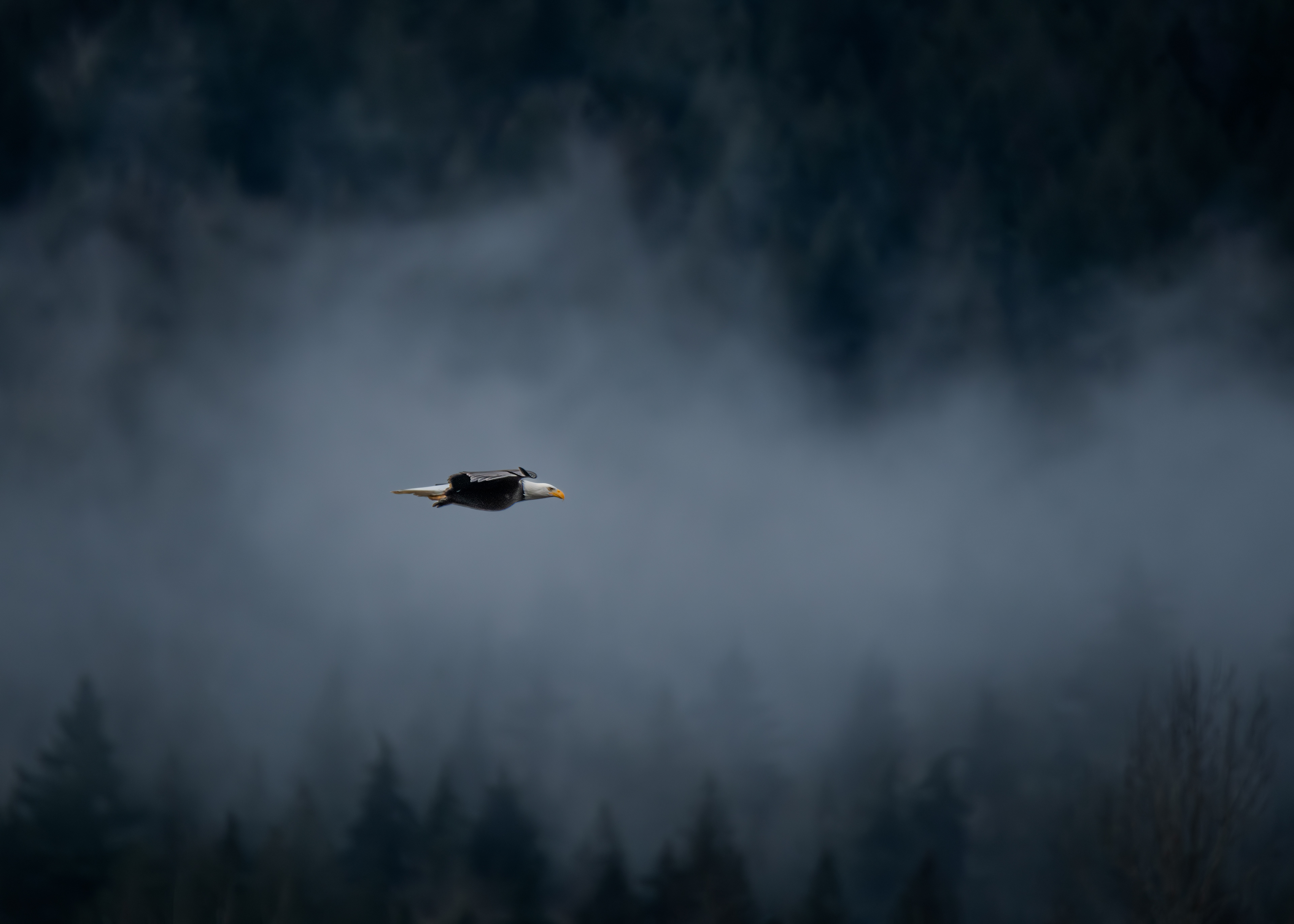 Bald eagle in flight