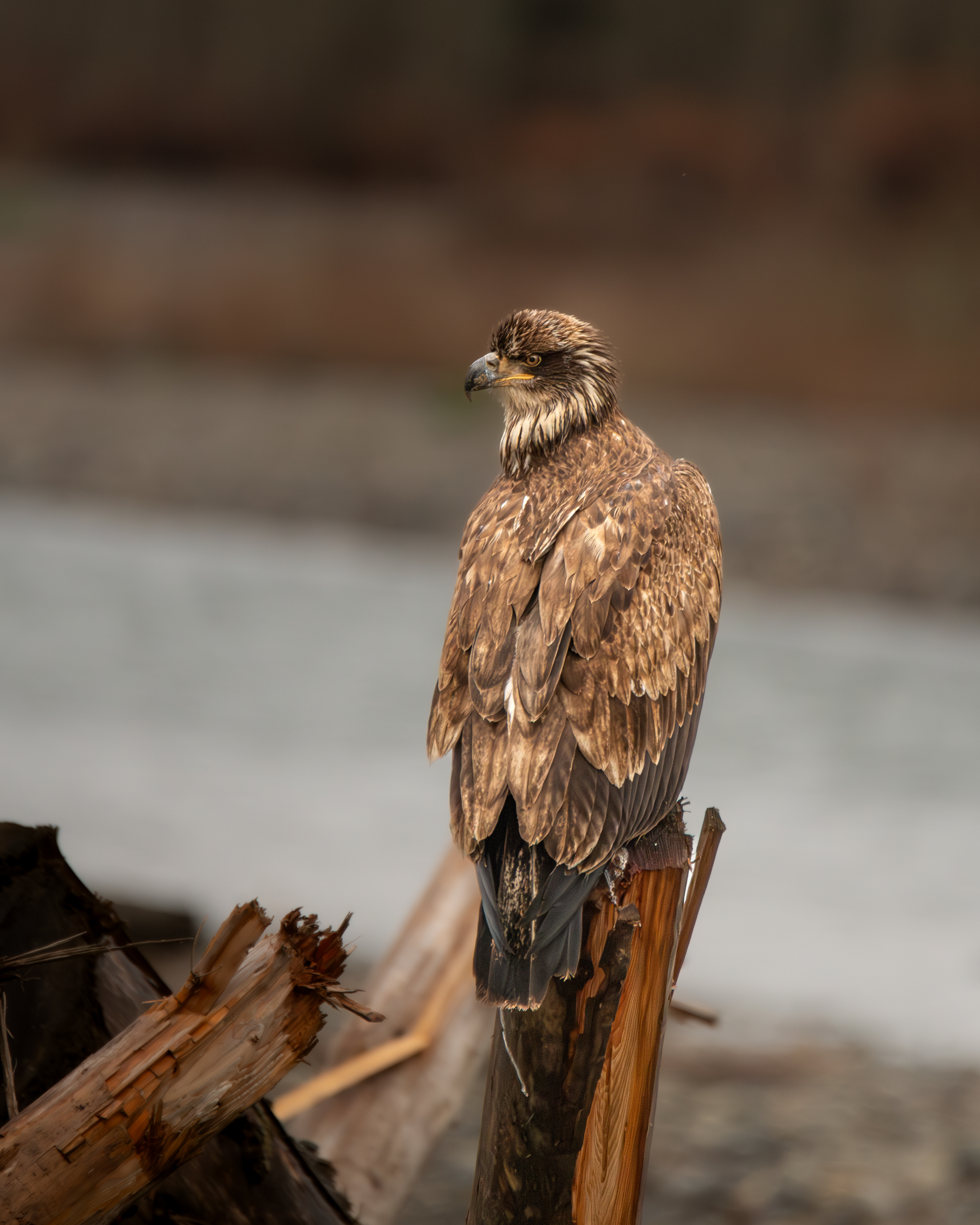 Golden Eagle