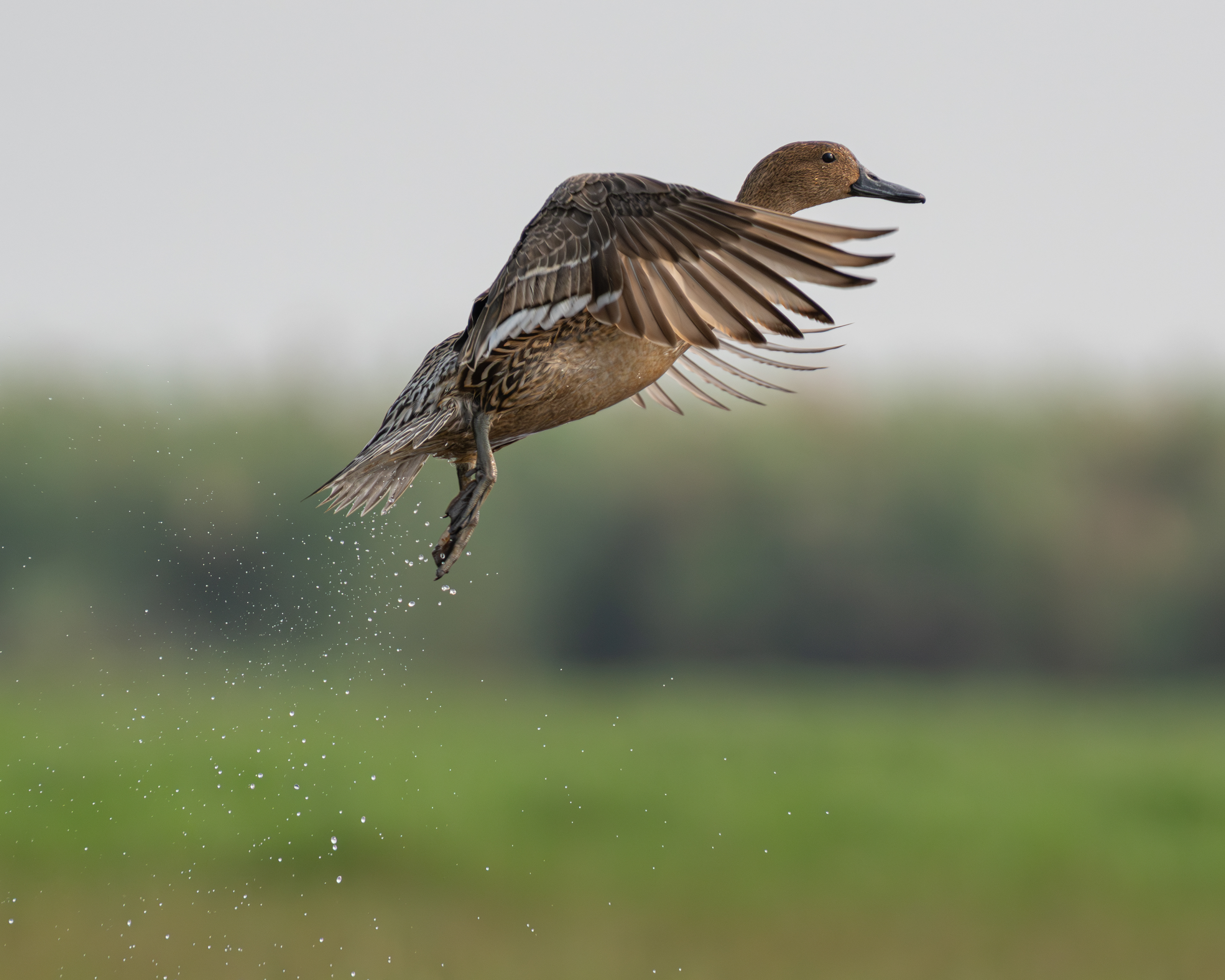Northern female pintail in flight