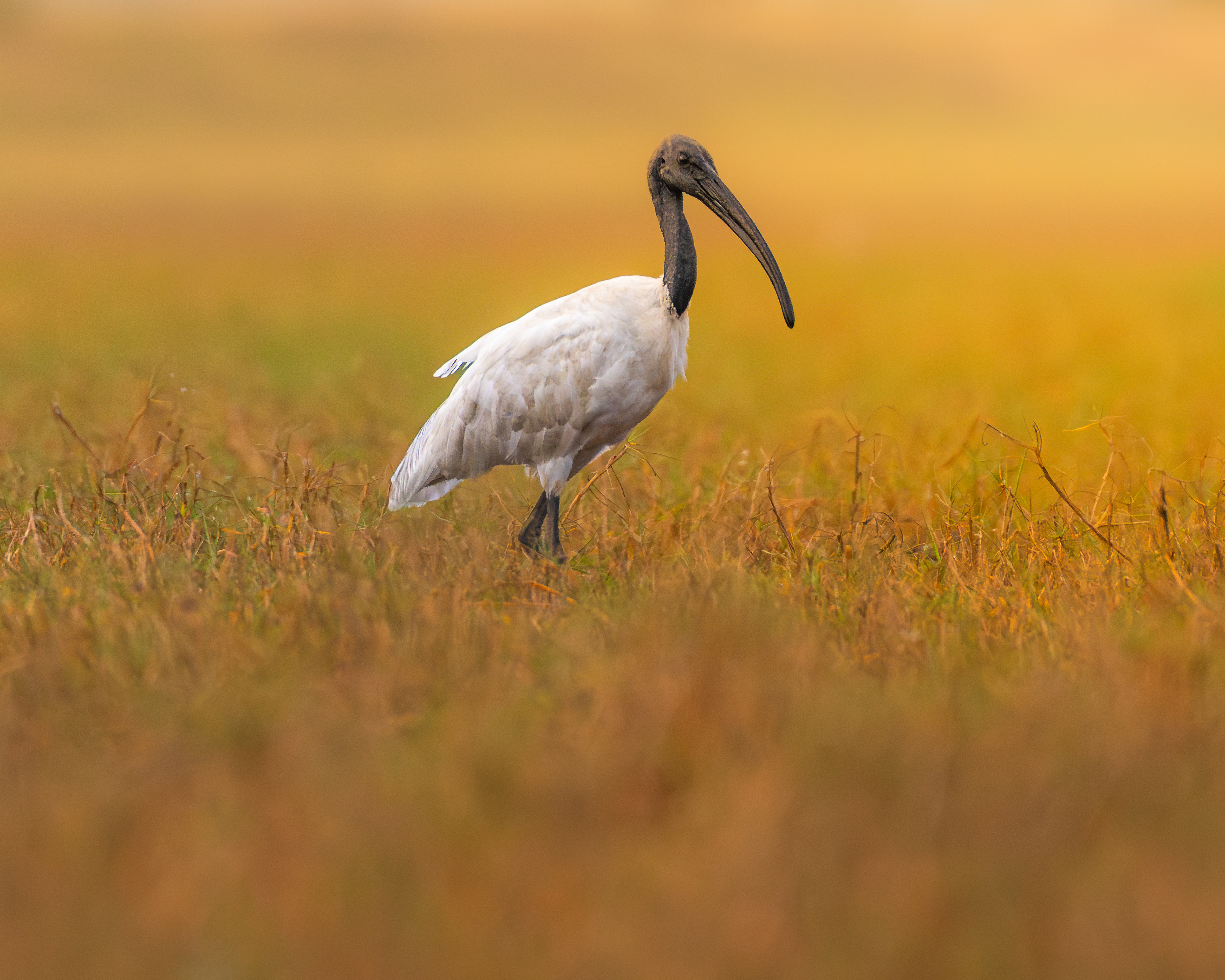 Black headed ibis basking in setting sun
