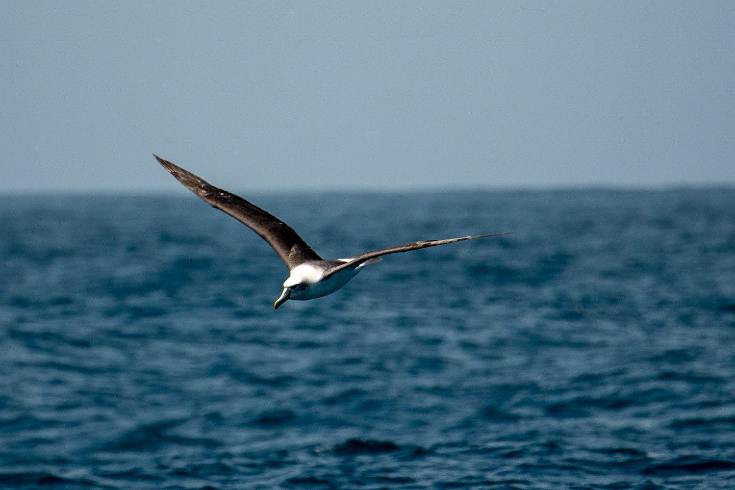 Brids that live on the wind.