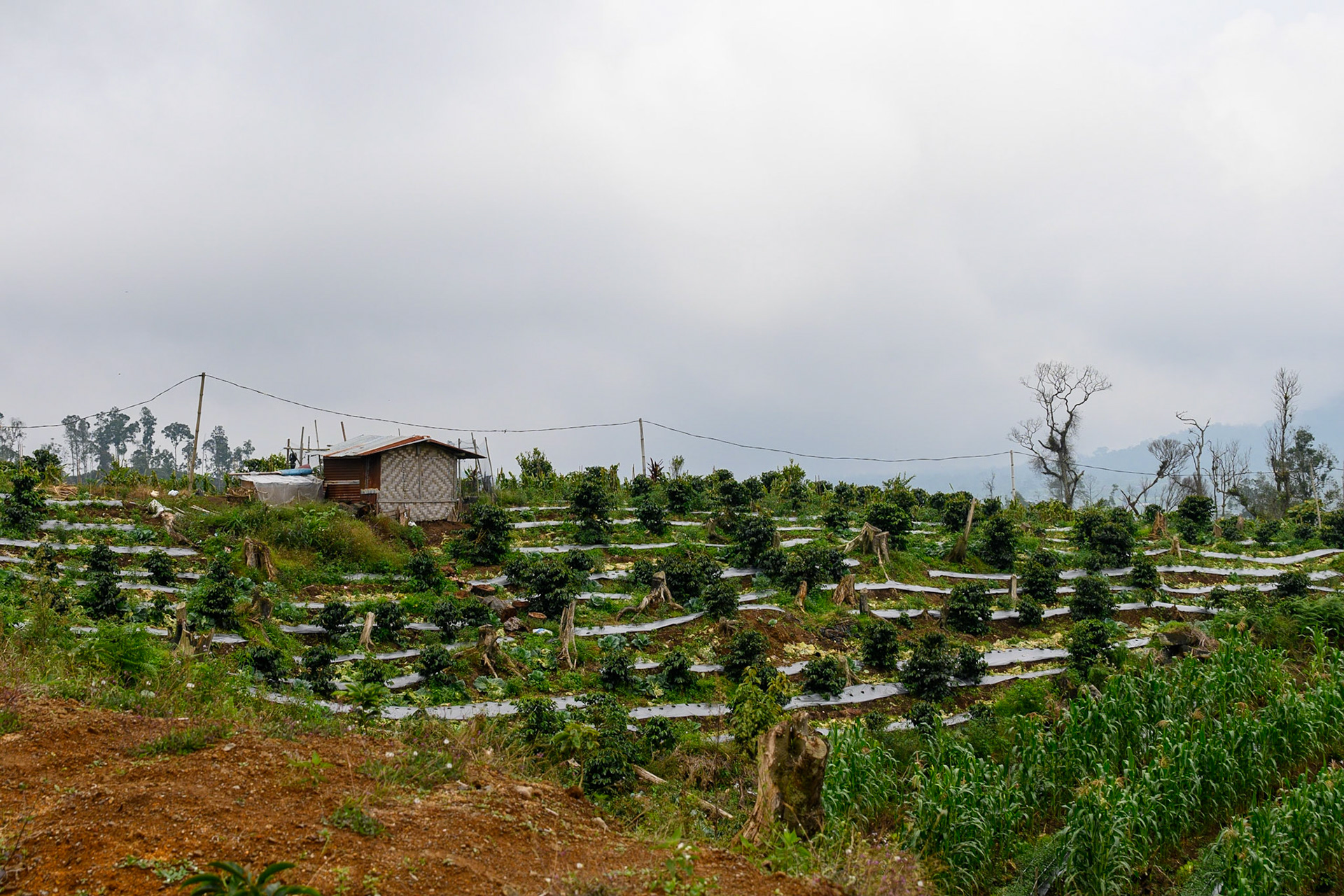 Hill Side Farming