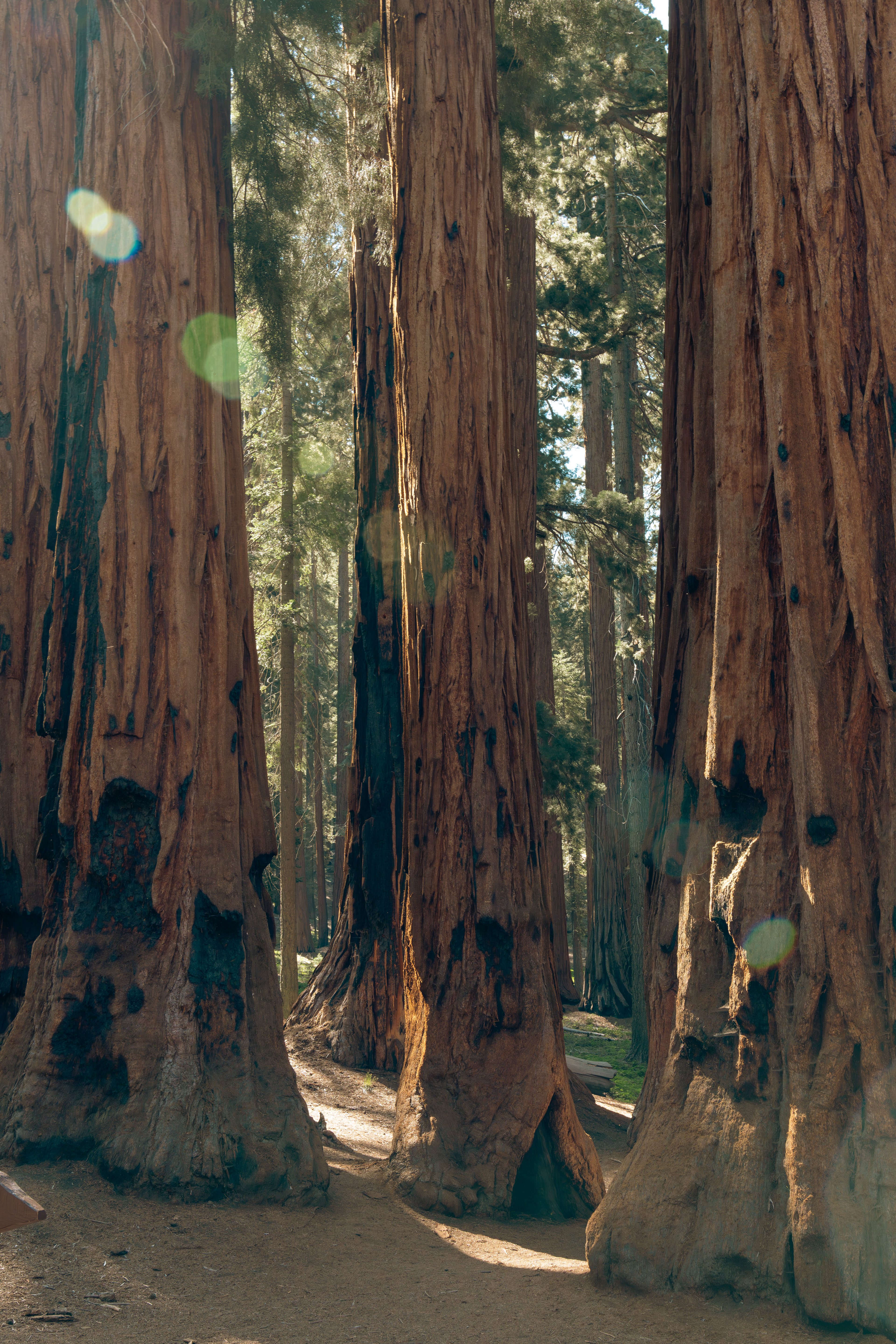 Sequoia National Park