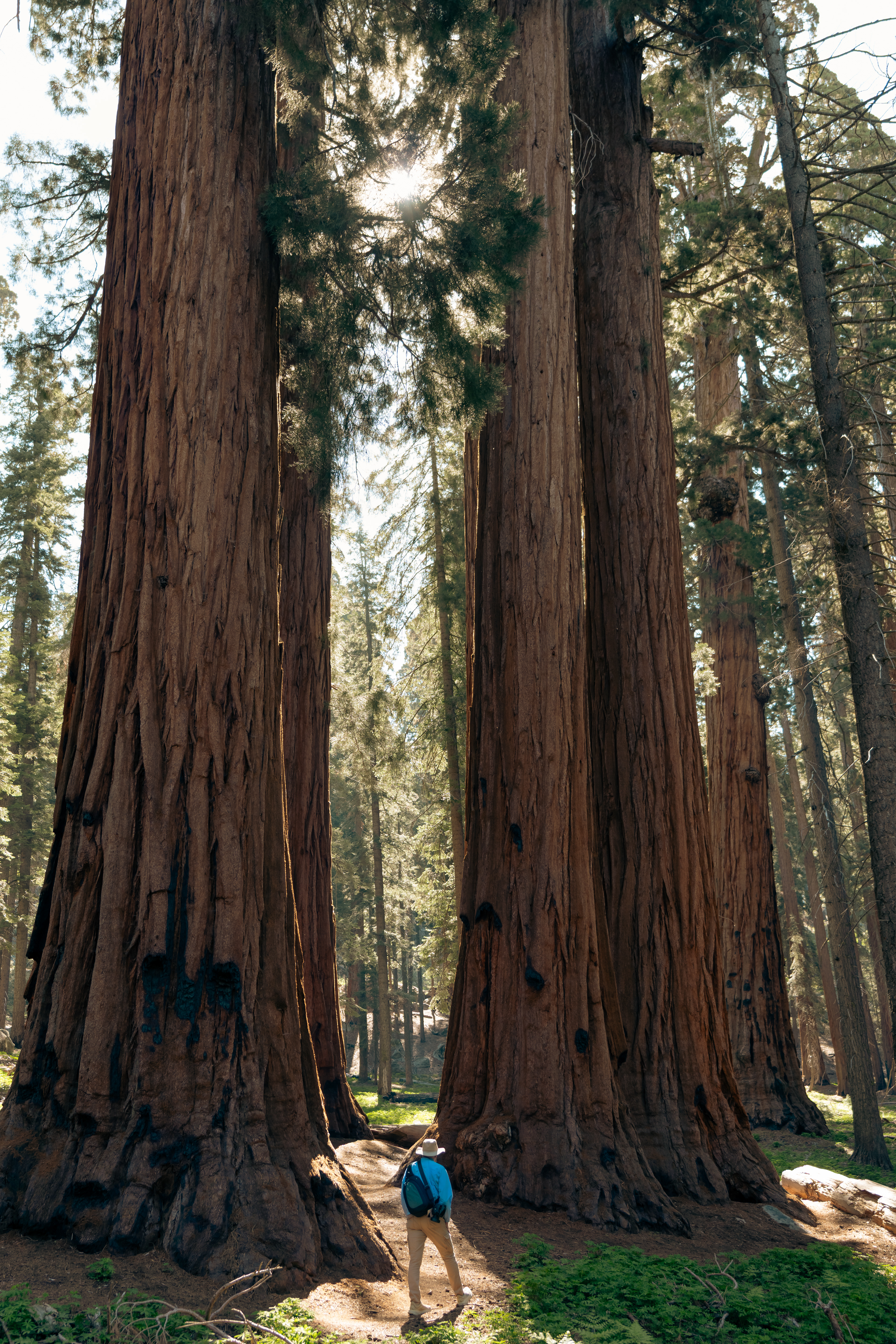 Sequoia National Park