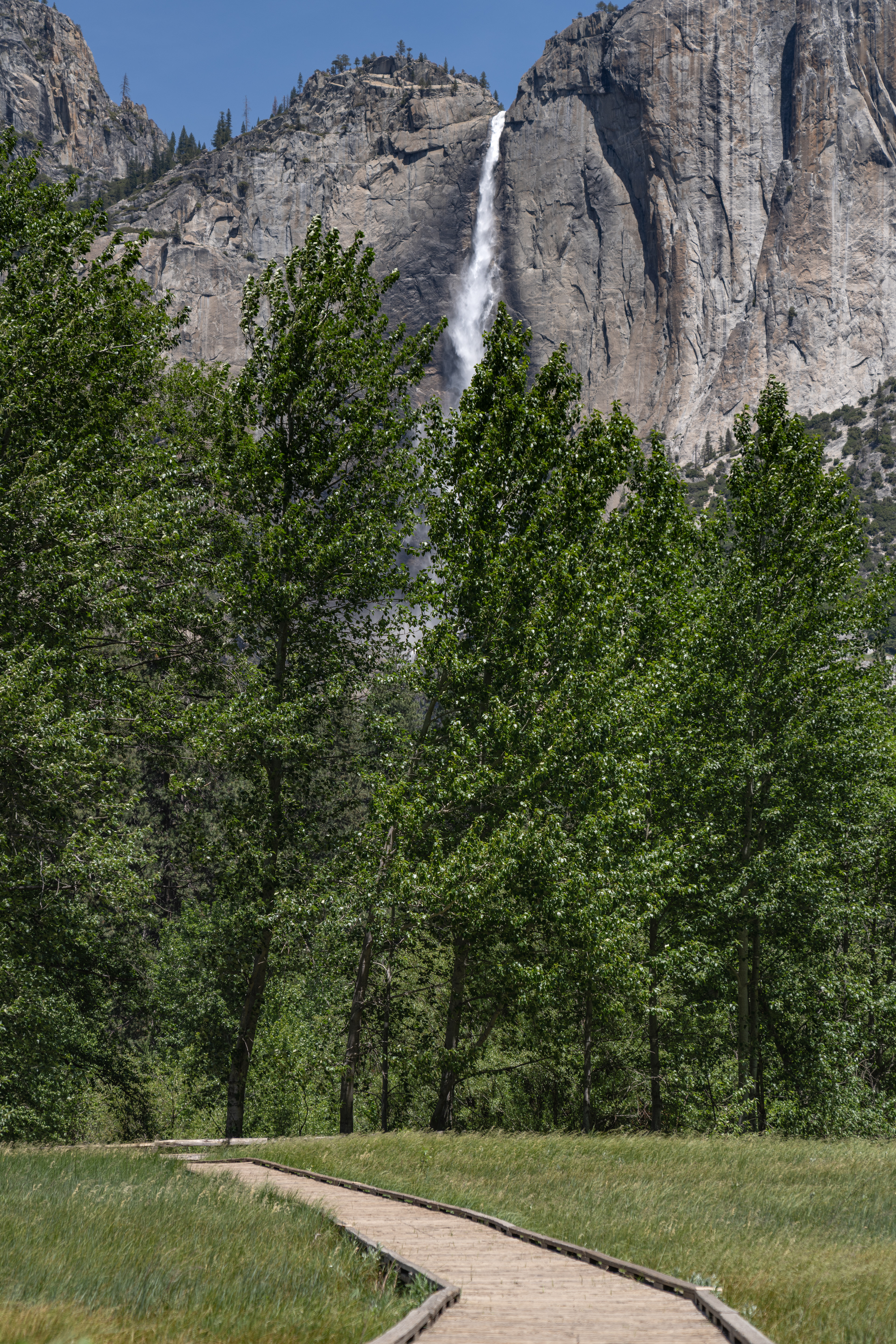 Yosemite Meadows