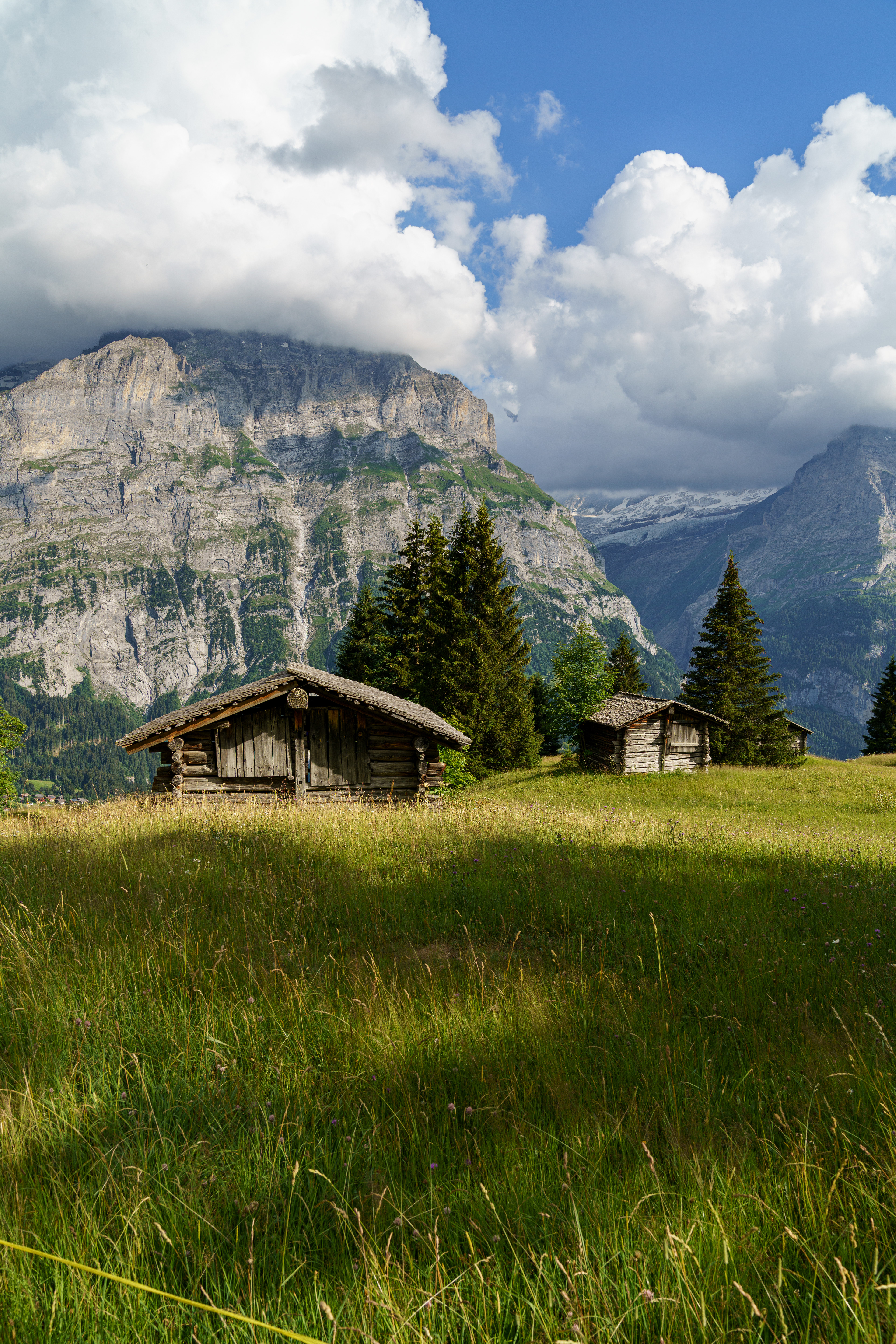 Mountain Meadow