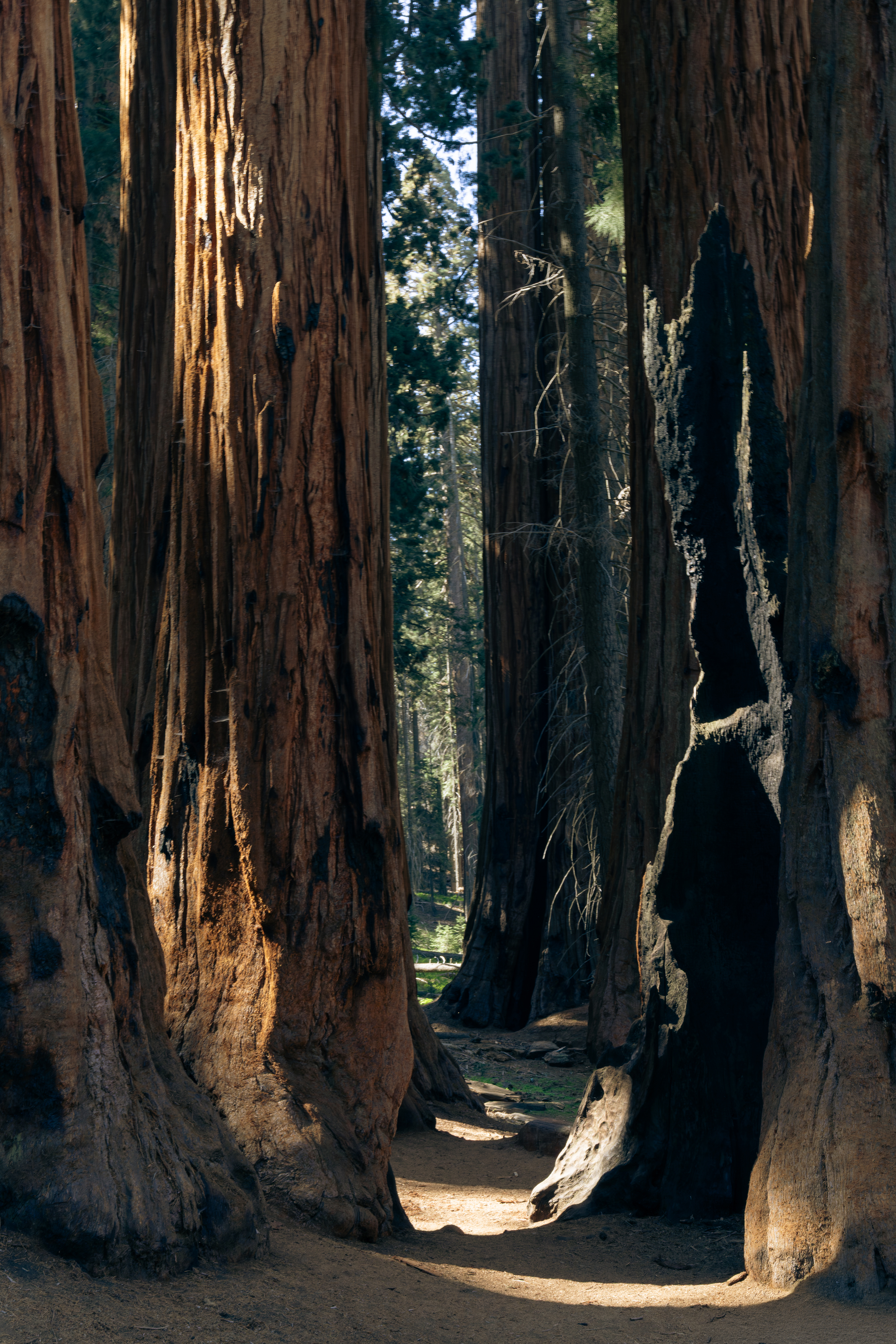 Sequoia National Park