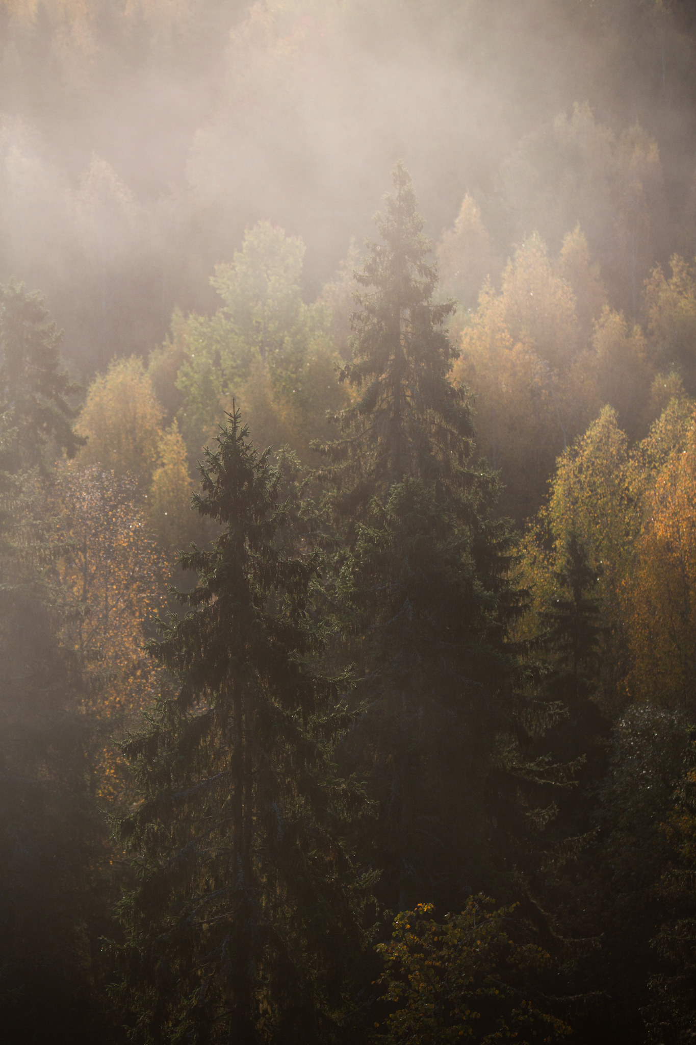 ©Joanna Lönn
