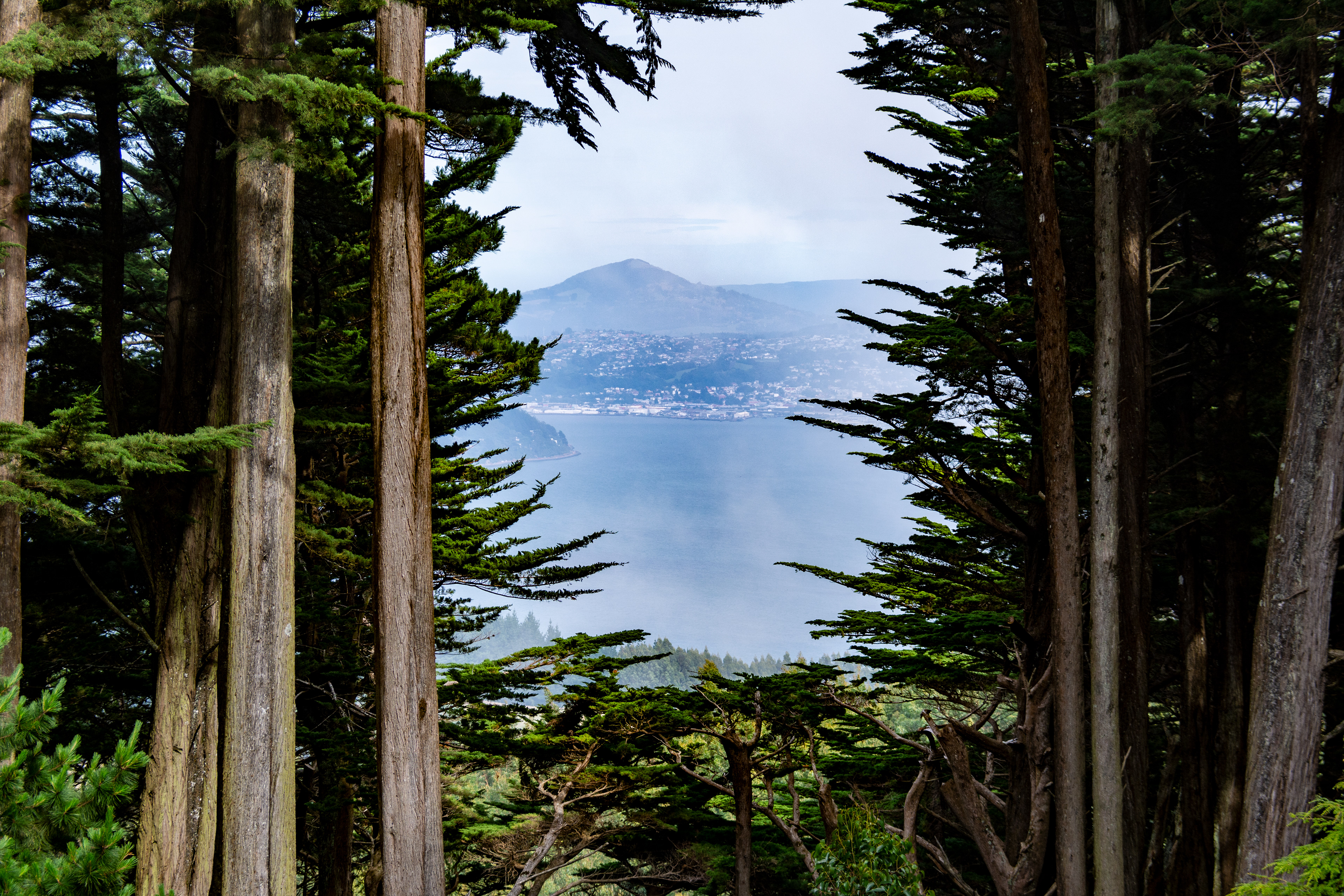 Dunedin