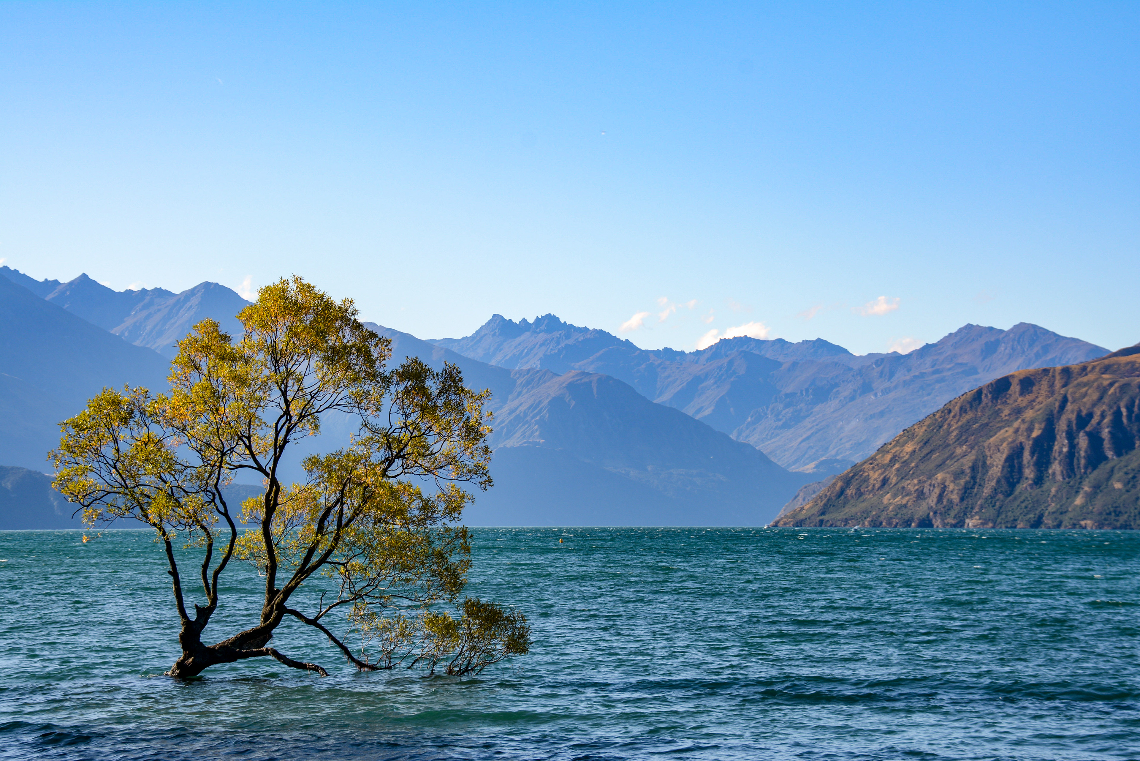 Wanaka Tree