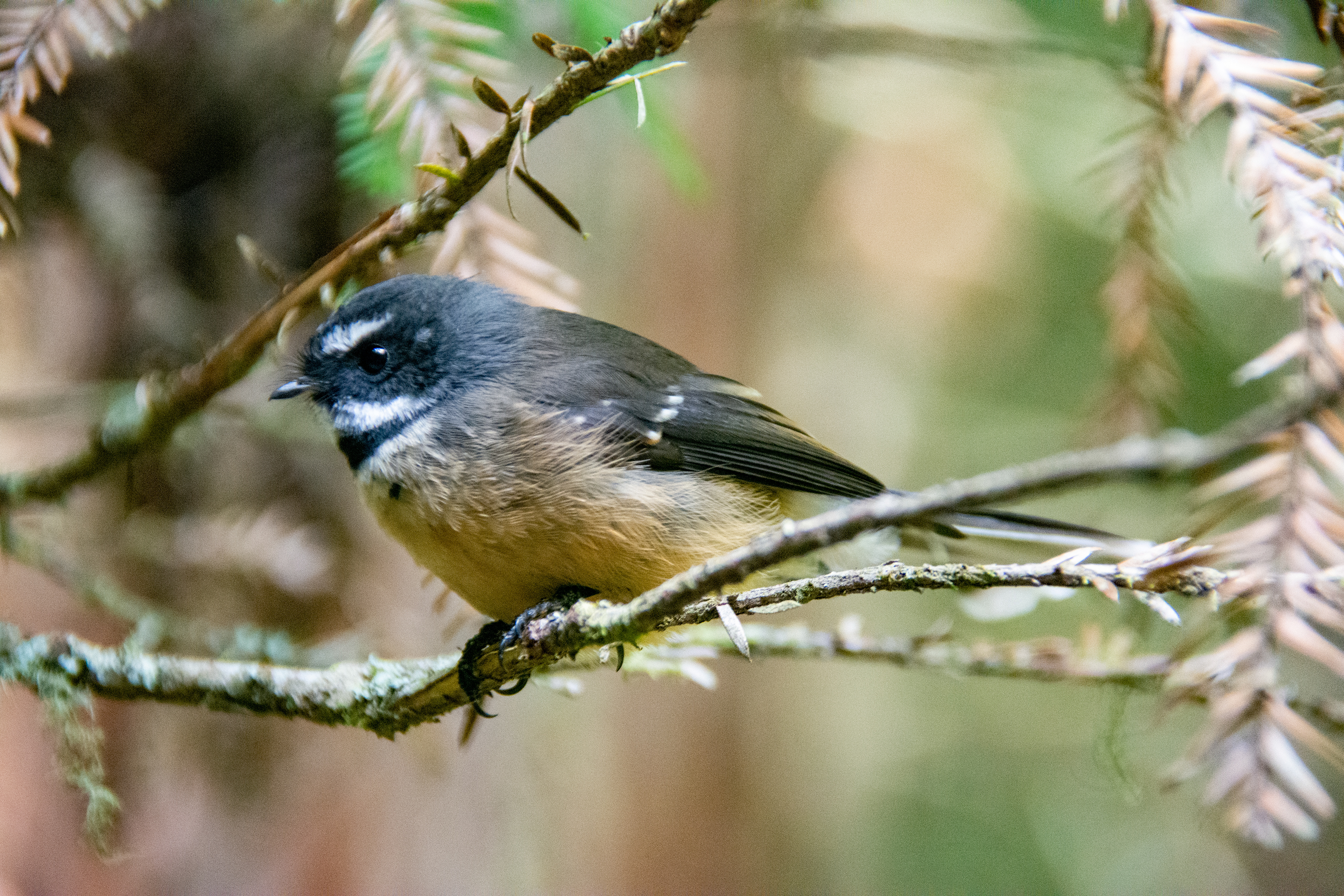 Fantail