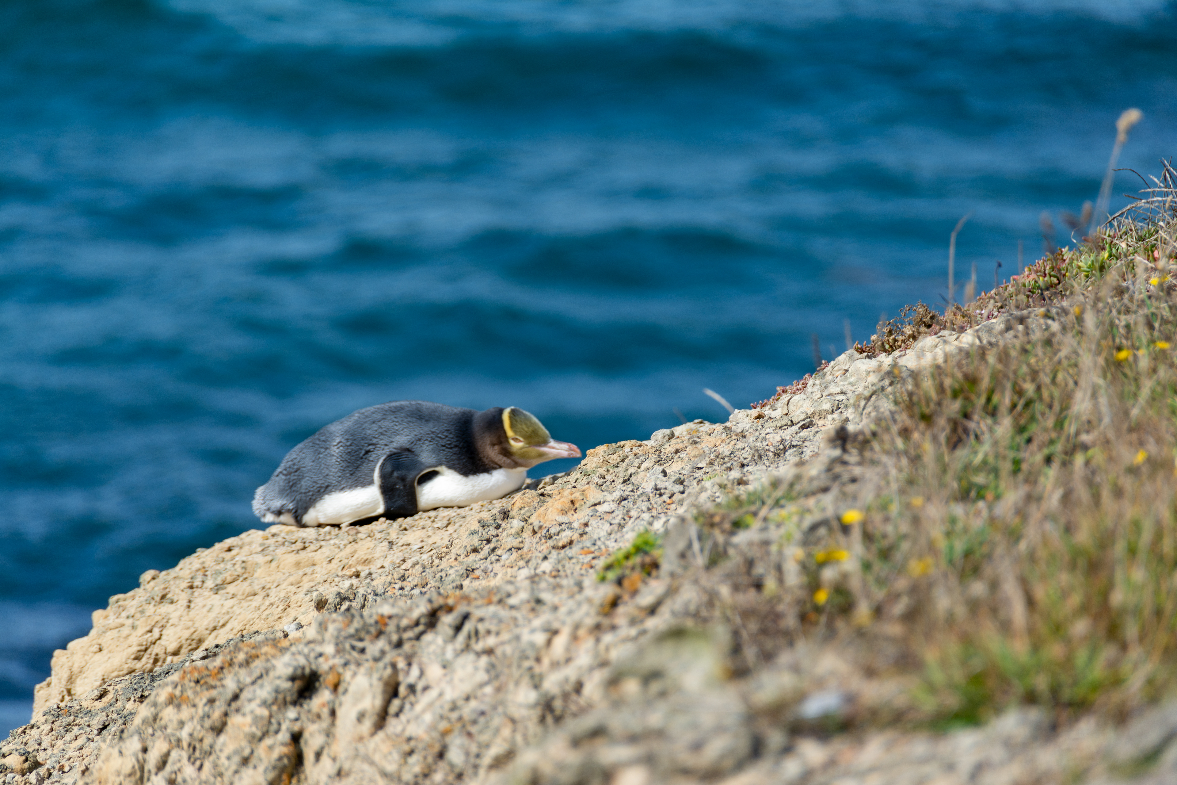 Yellow-Eyed Penguin