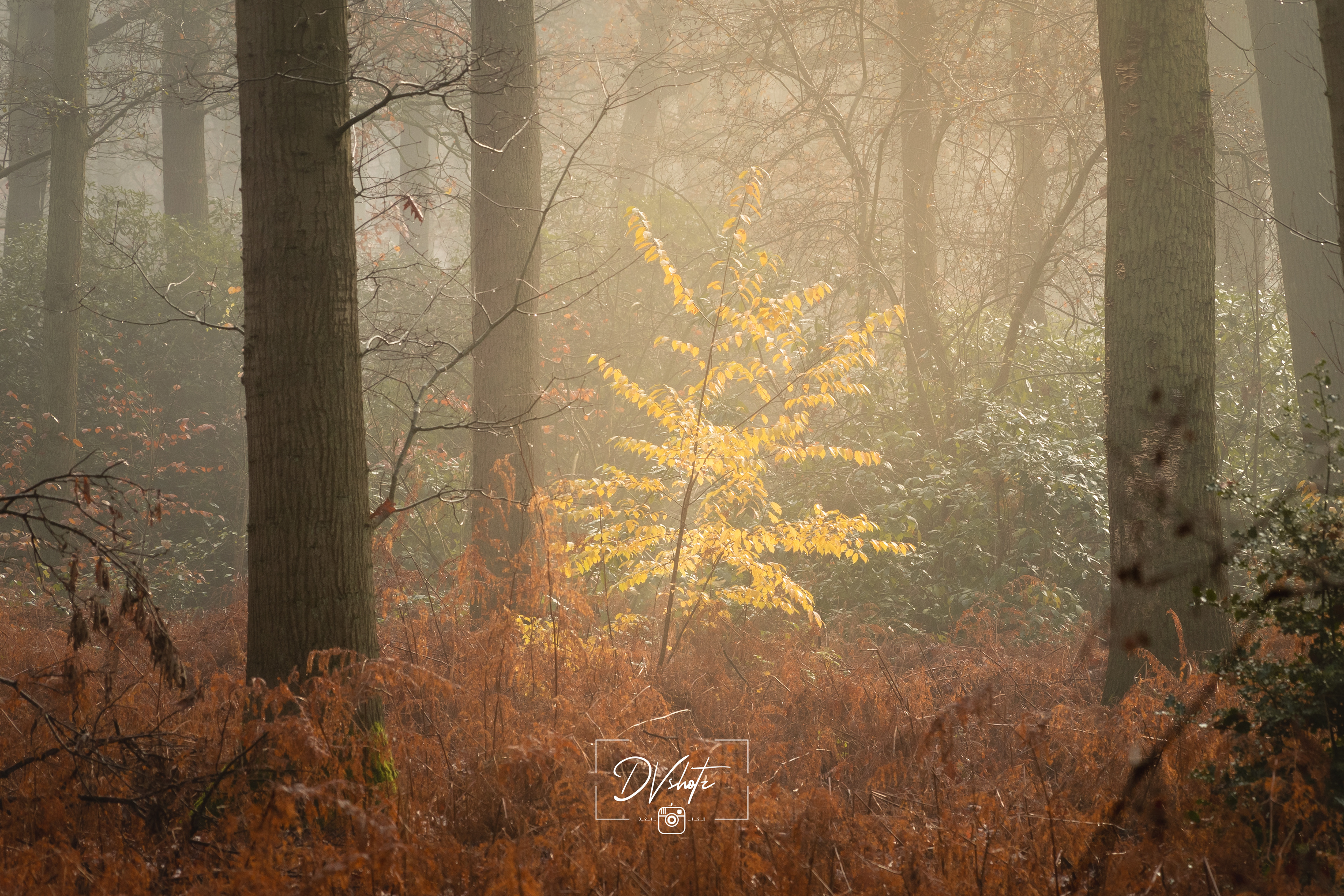 Landschap - België