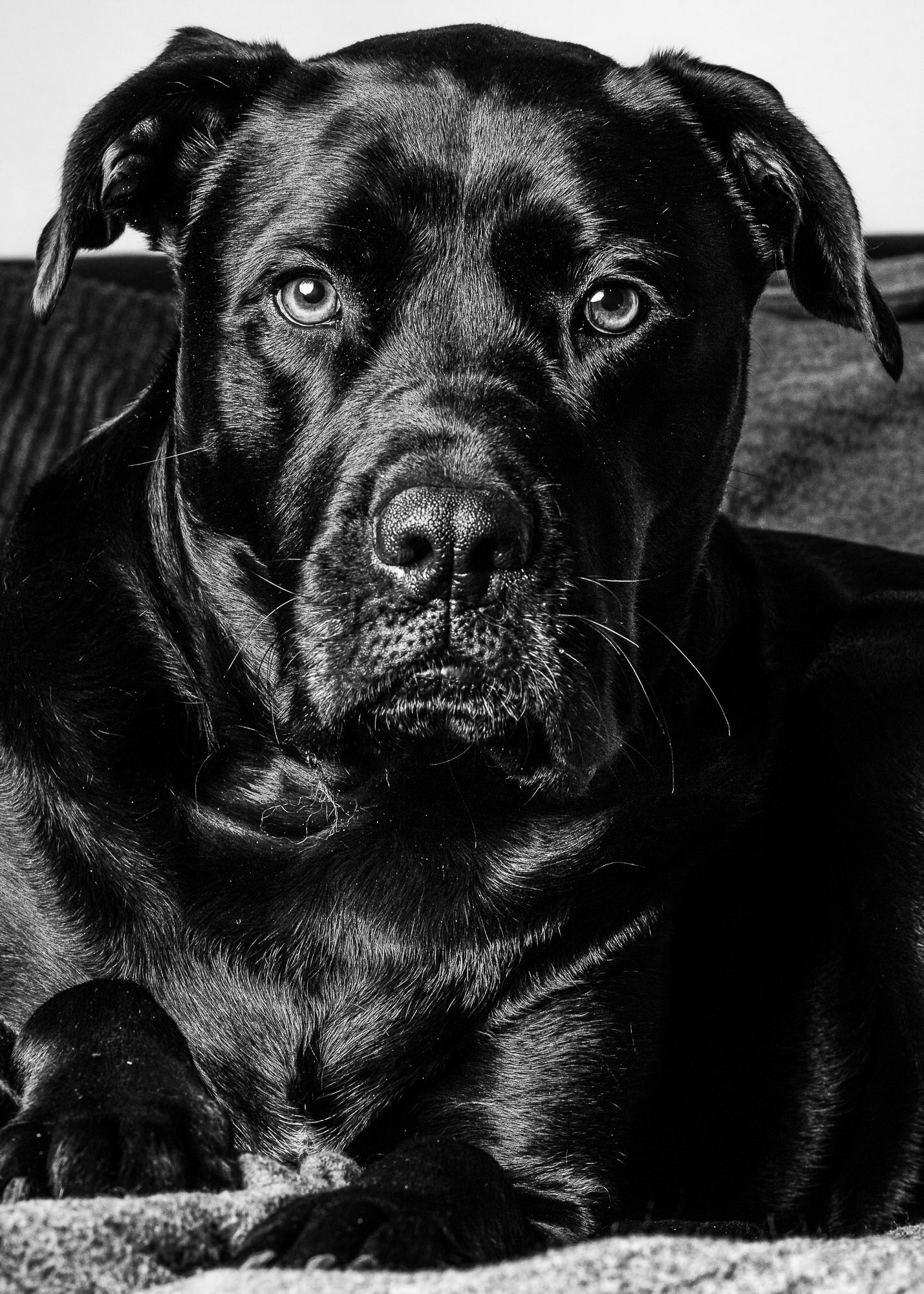 Majestic Large Breeds