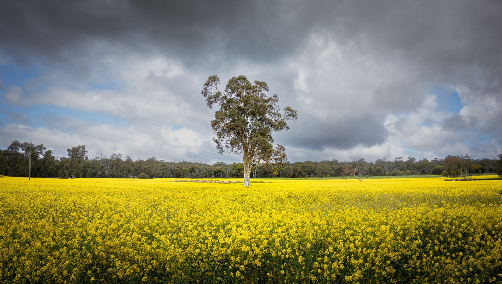 Colourful Canola