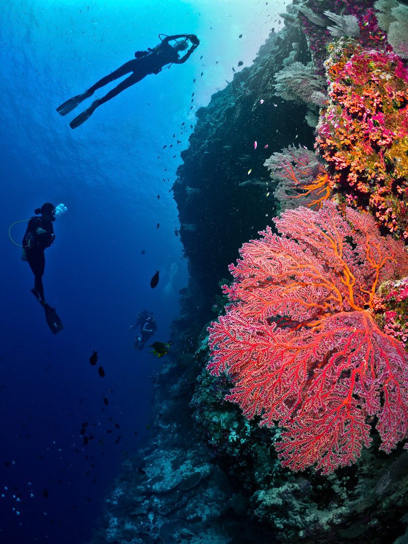 Underwater Wonderlands