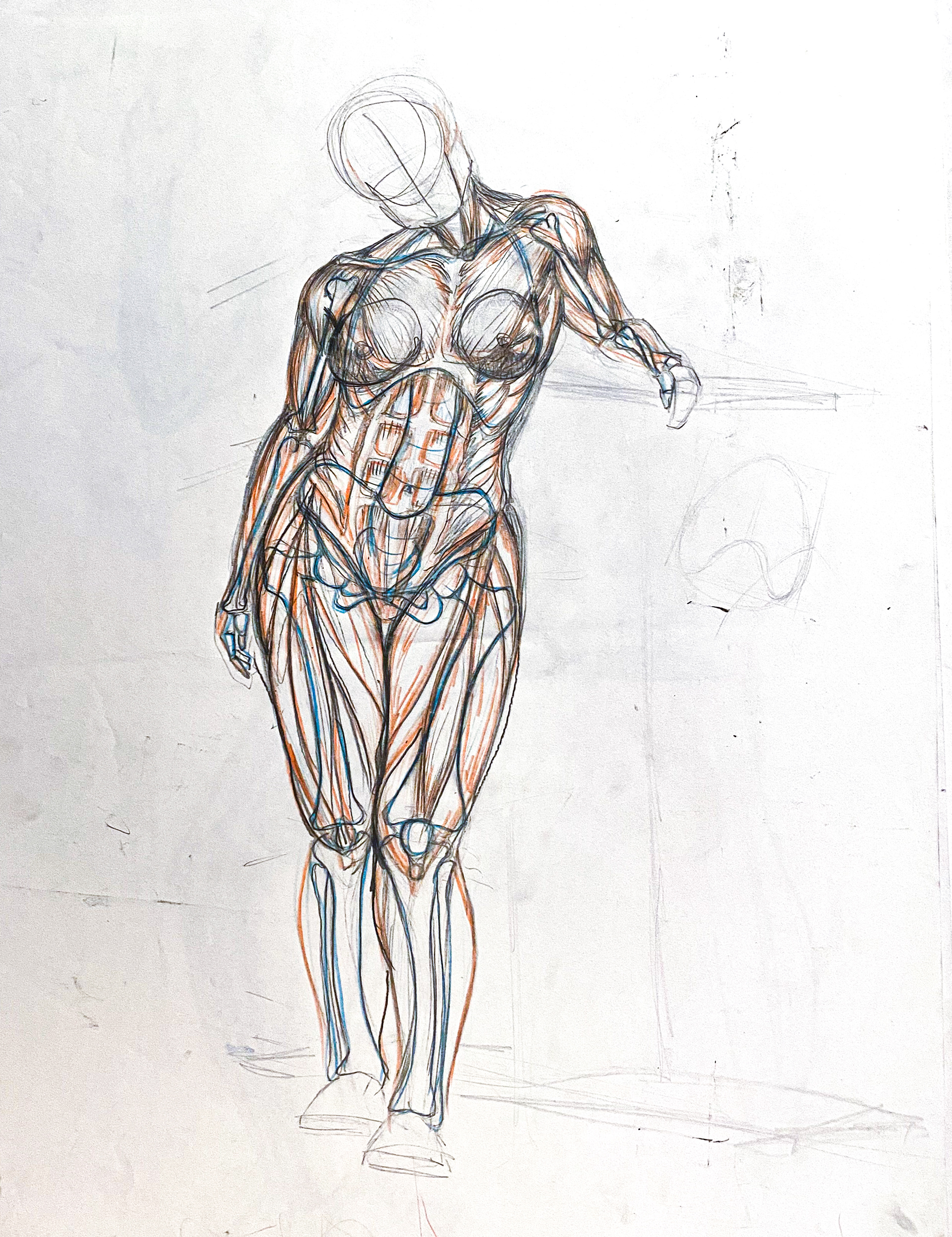 Anatomical study of bone & muscle structure graphite & colored pencil 18x24
