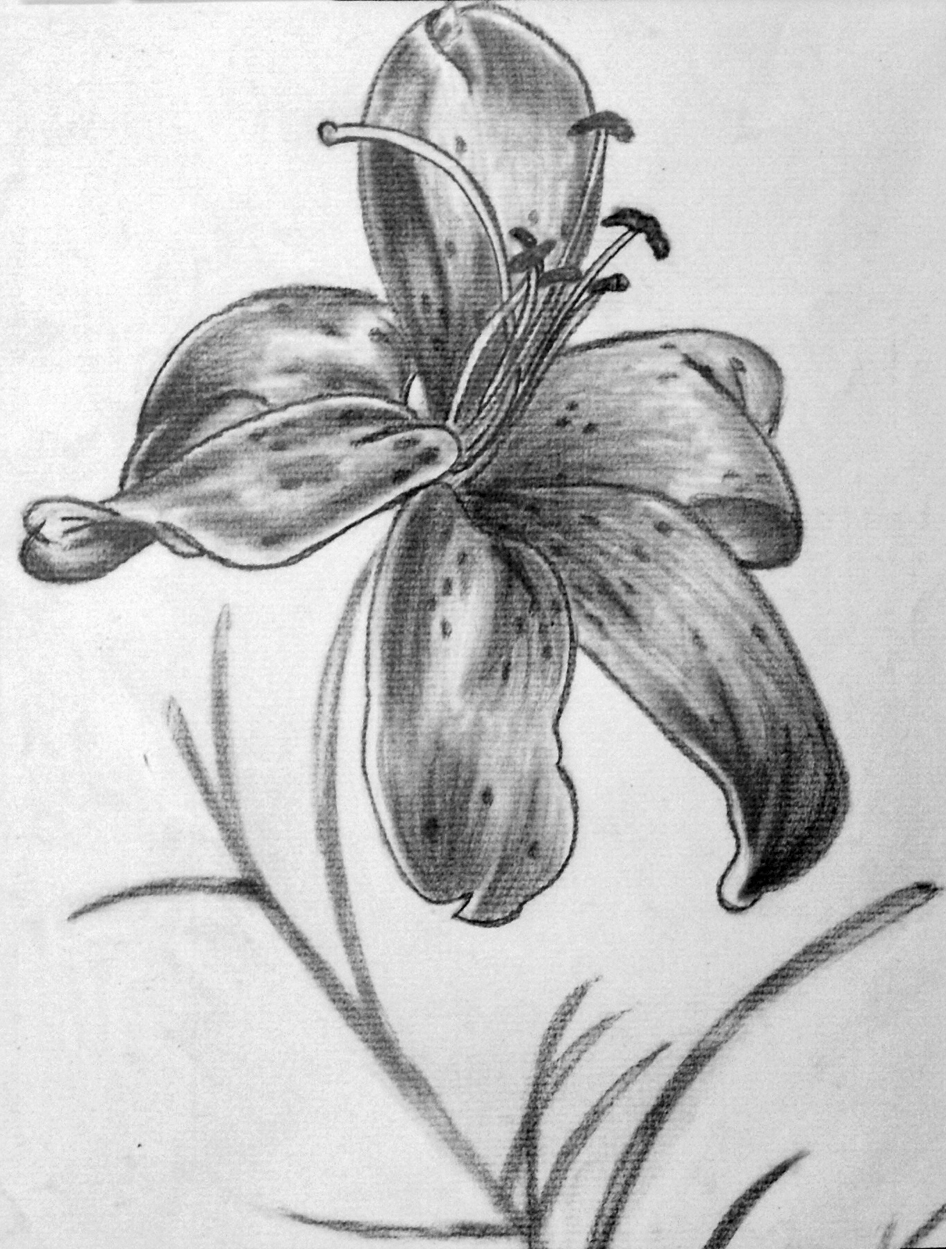 Graphite on drawing paper 9x12, Botanical art