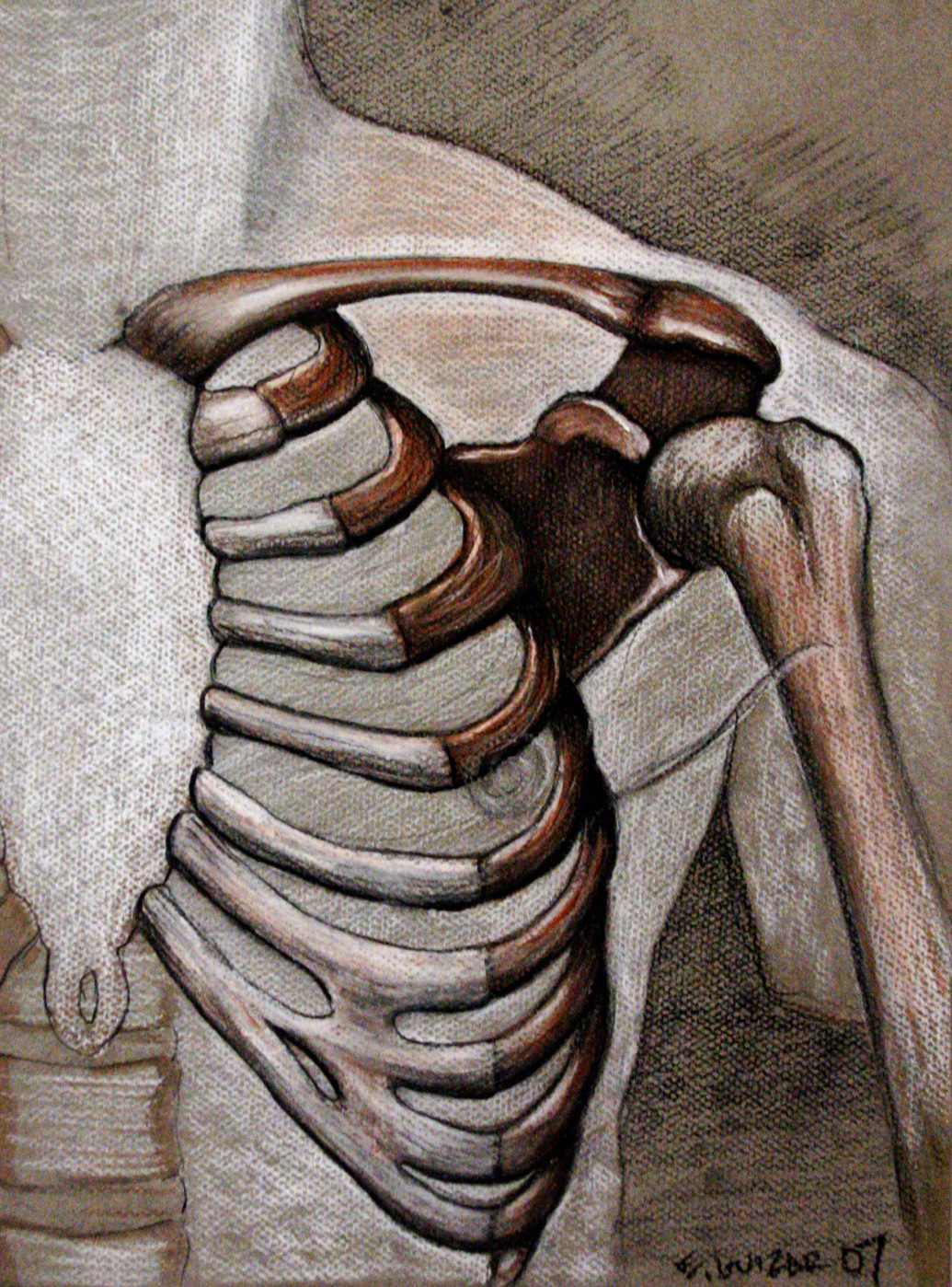 Black, white & brown Conté on Canson paper 12x18