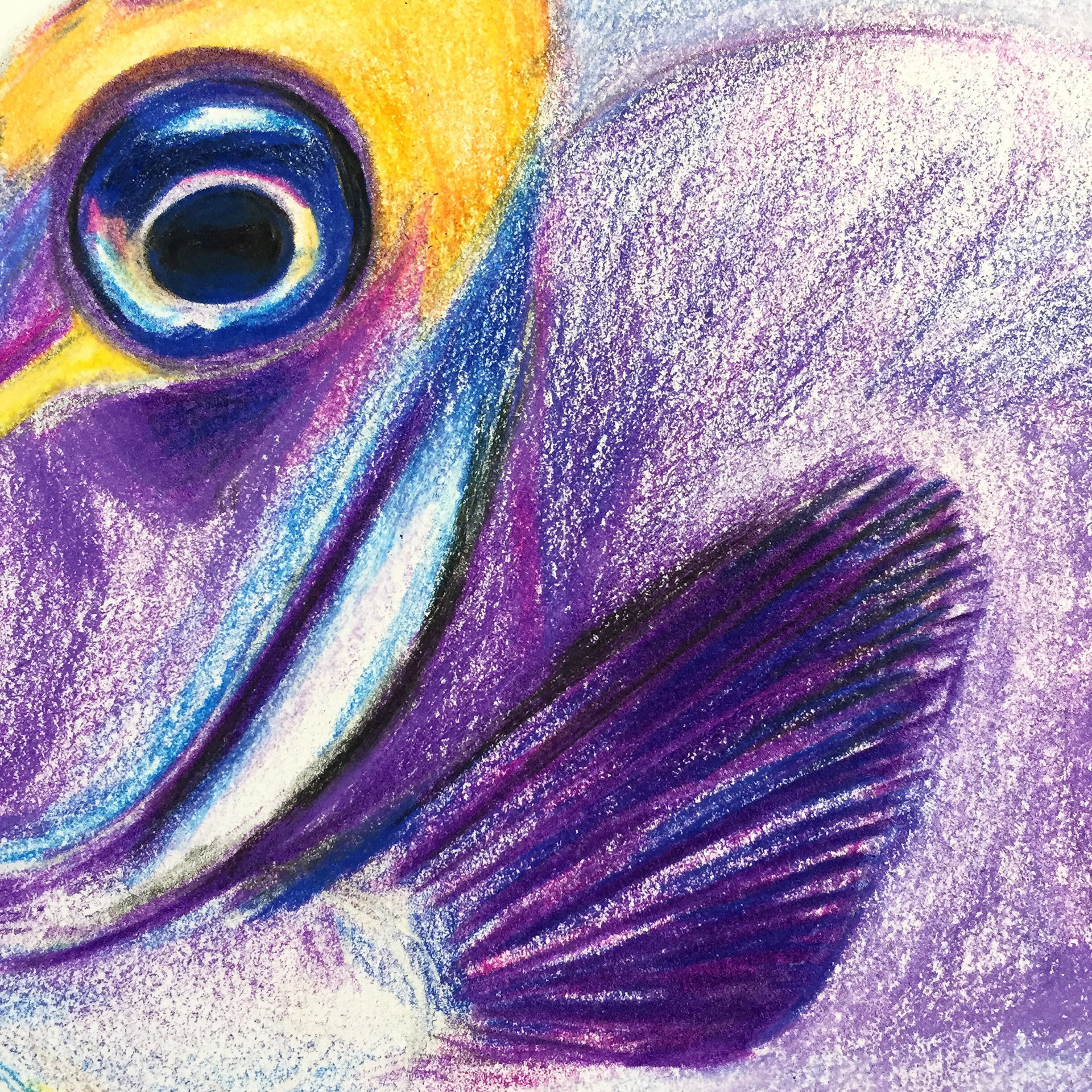 [Detail] Purple fish, (2020), pencil on paper, 11 x 16 "