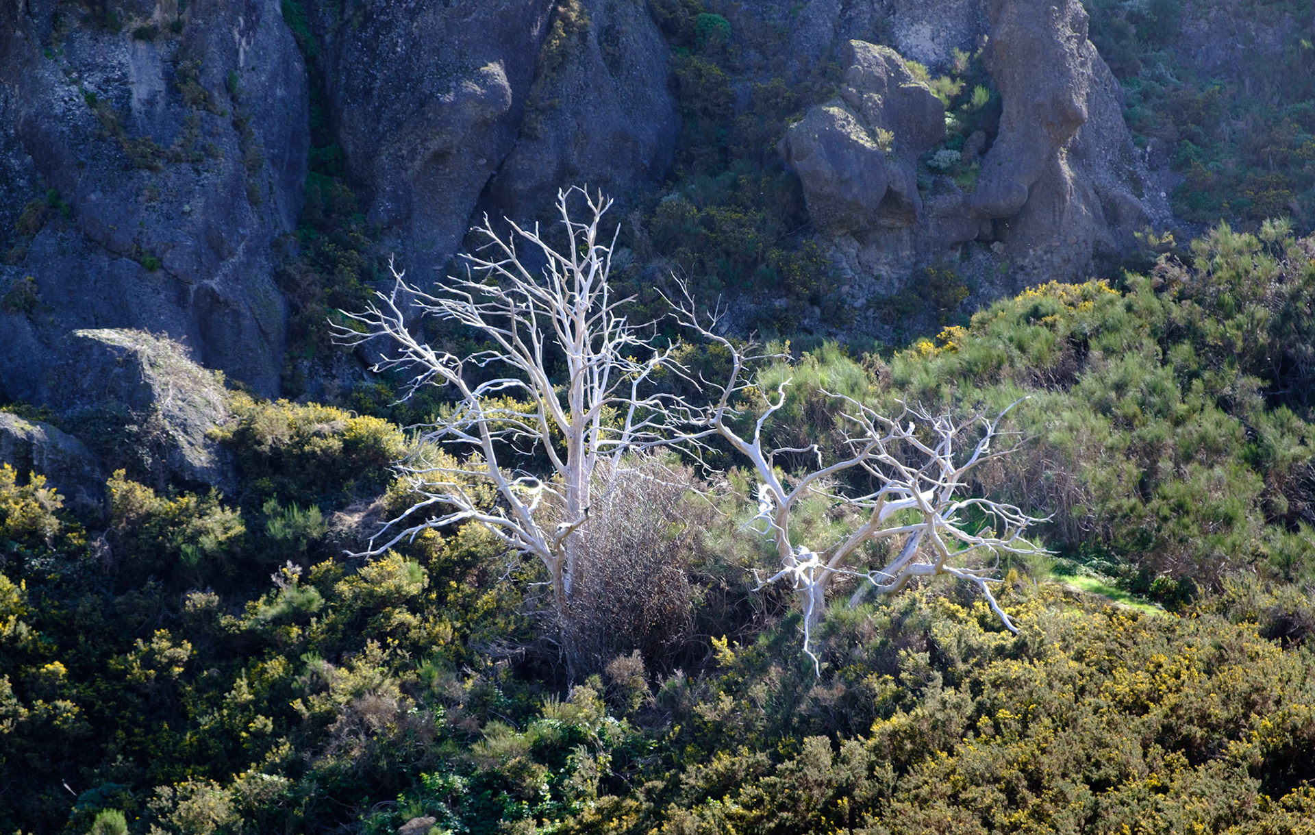 pico grande