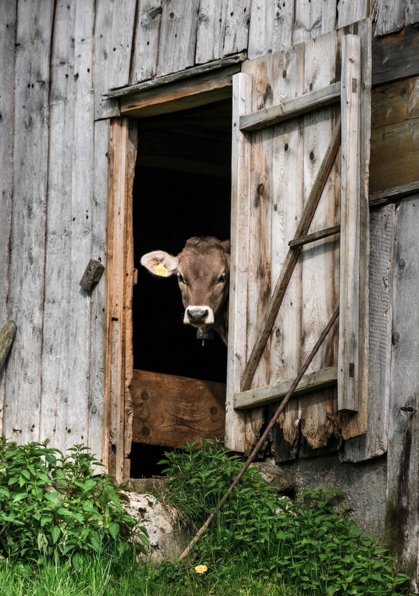 toggenburg | 13.05.2022
