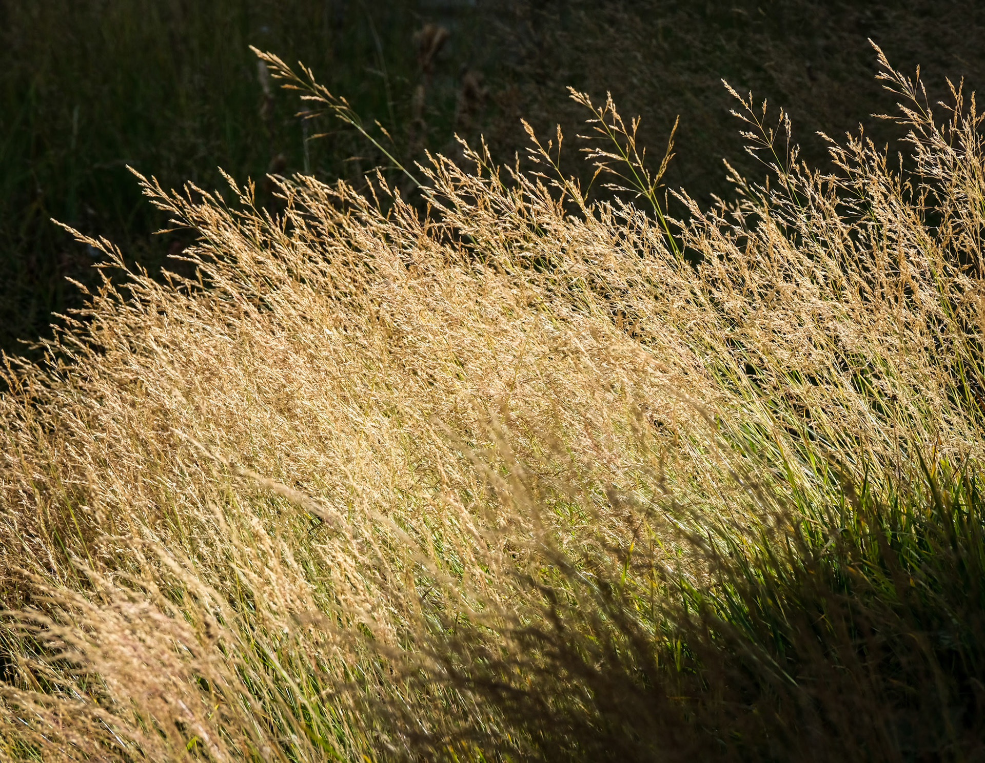 feed | valais | 09.2022